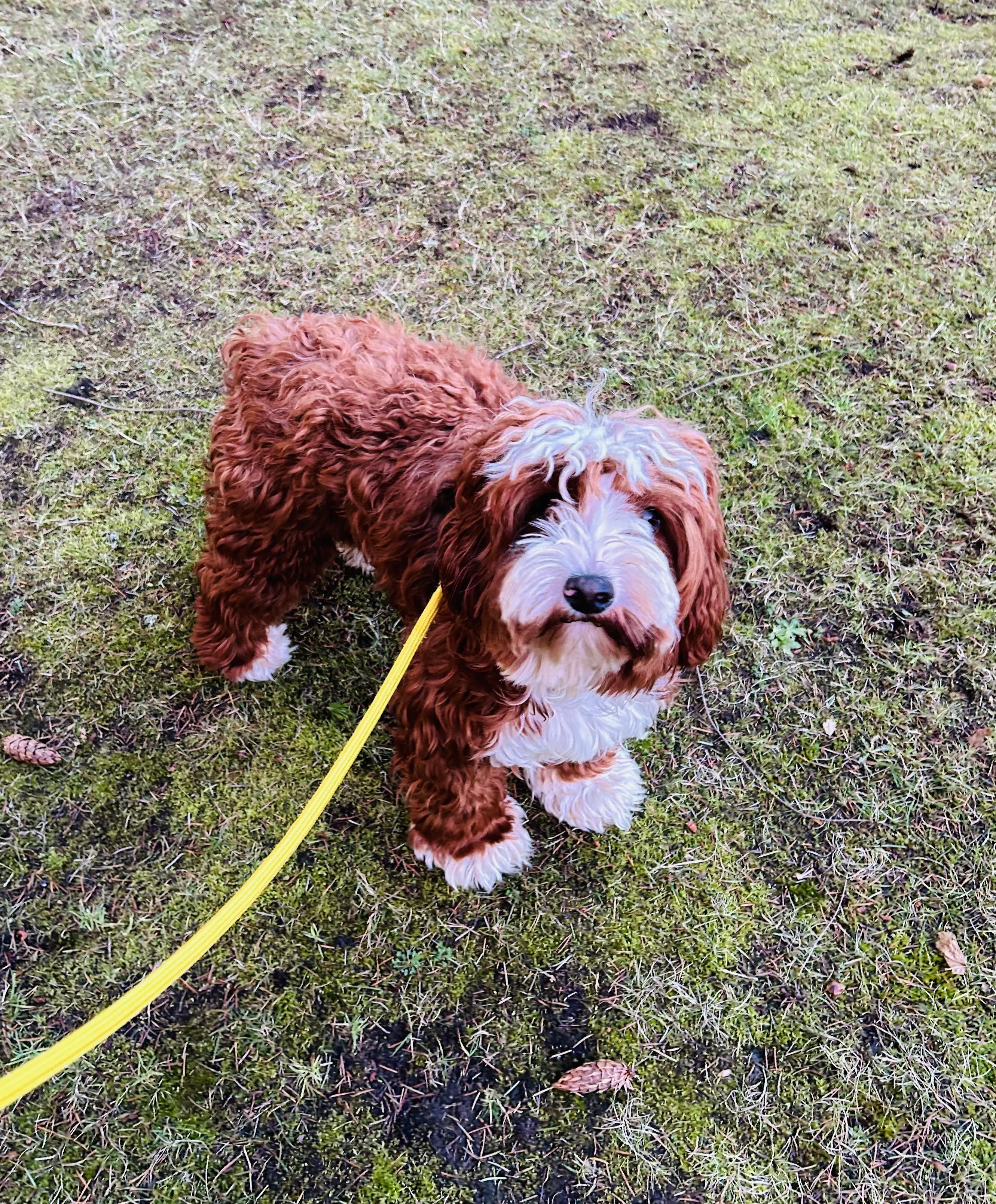 Enlarge Charlie, a Adoptable Aussiedoodle in lynnwood , WA image 6/6