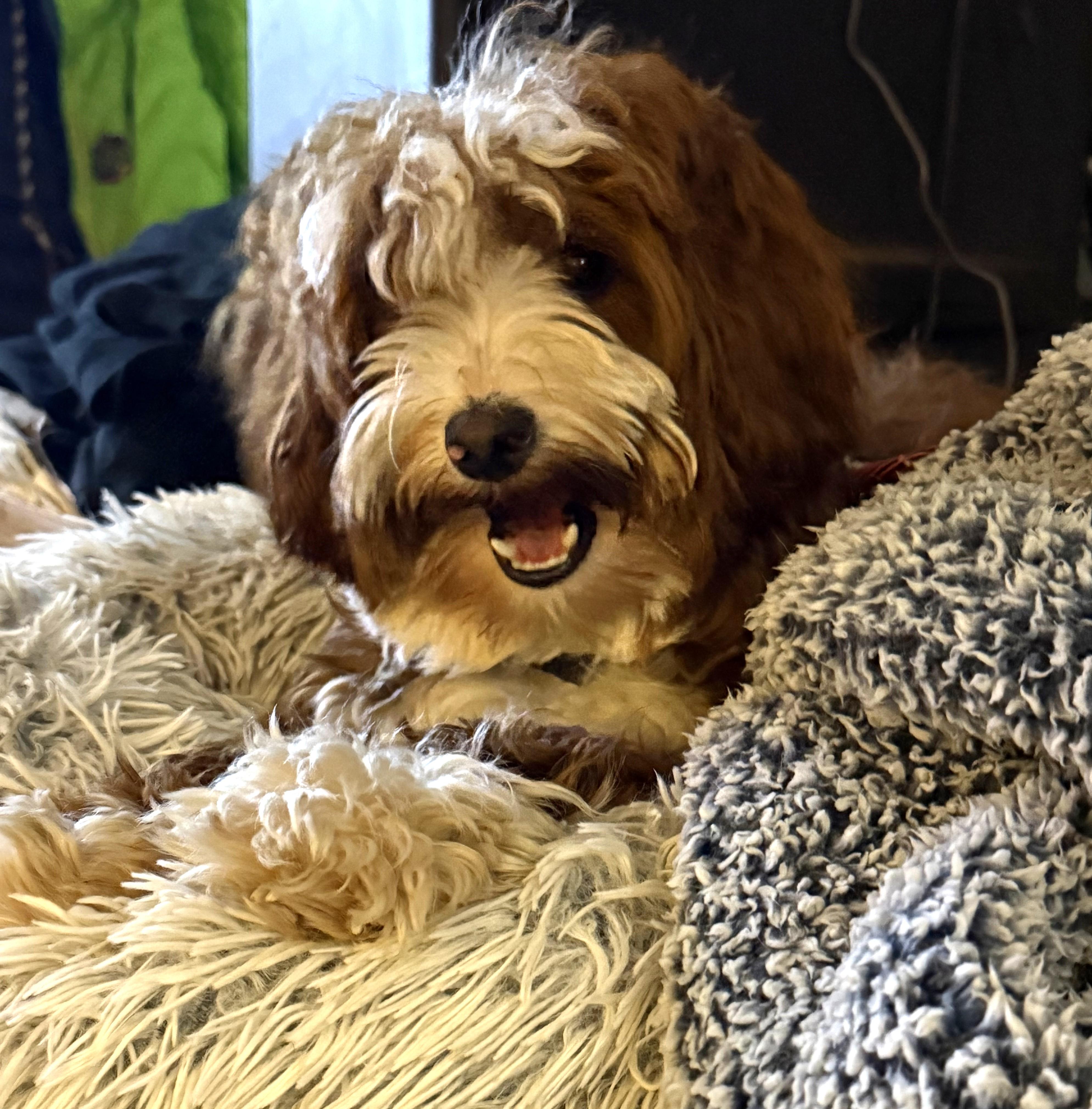 Enlarge Charlie, a Adoptable Aussiedoodle in lynnwood , WA image 3/6