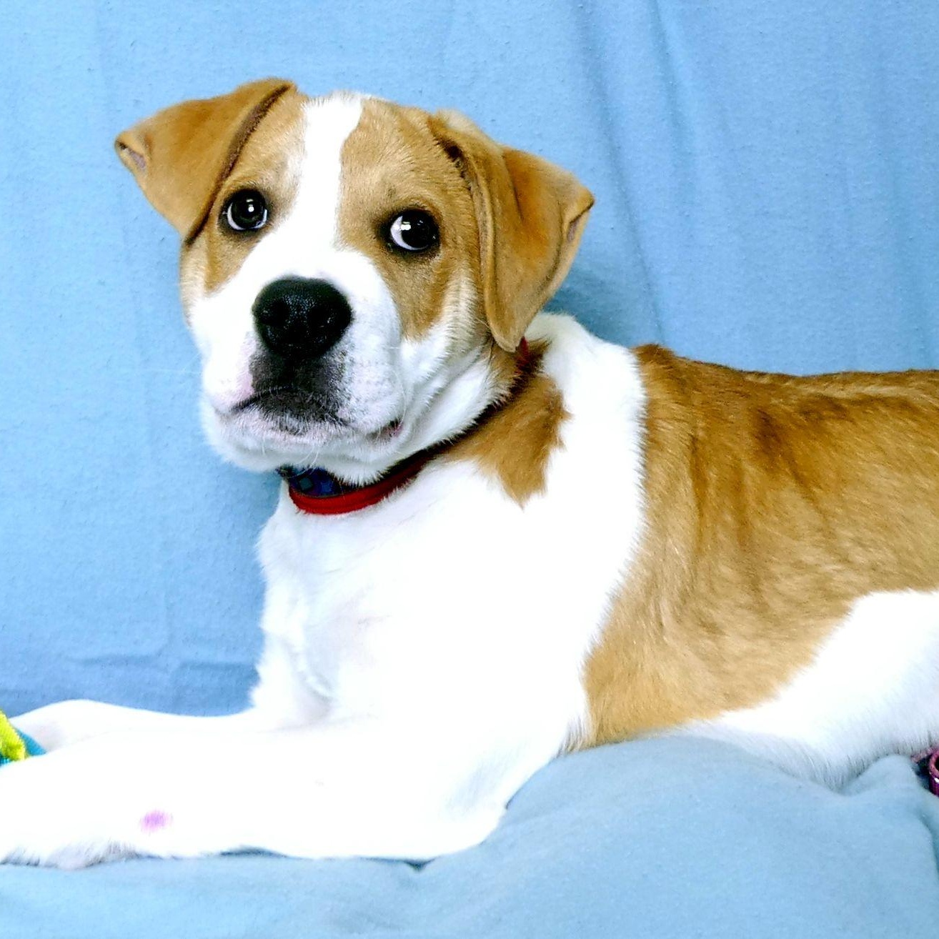 CHESTER, Adoptable, Puppy Male Hound.