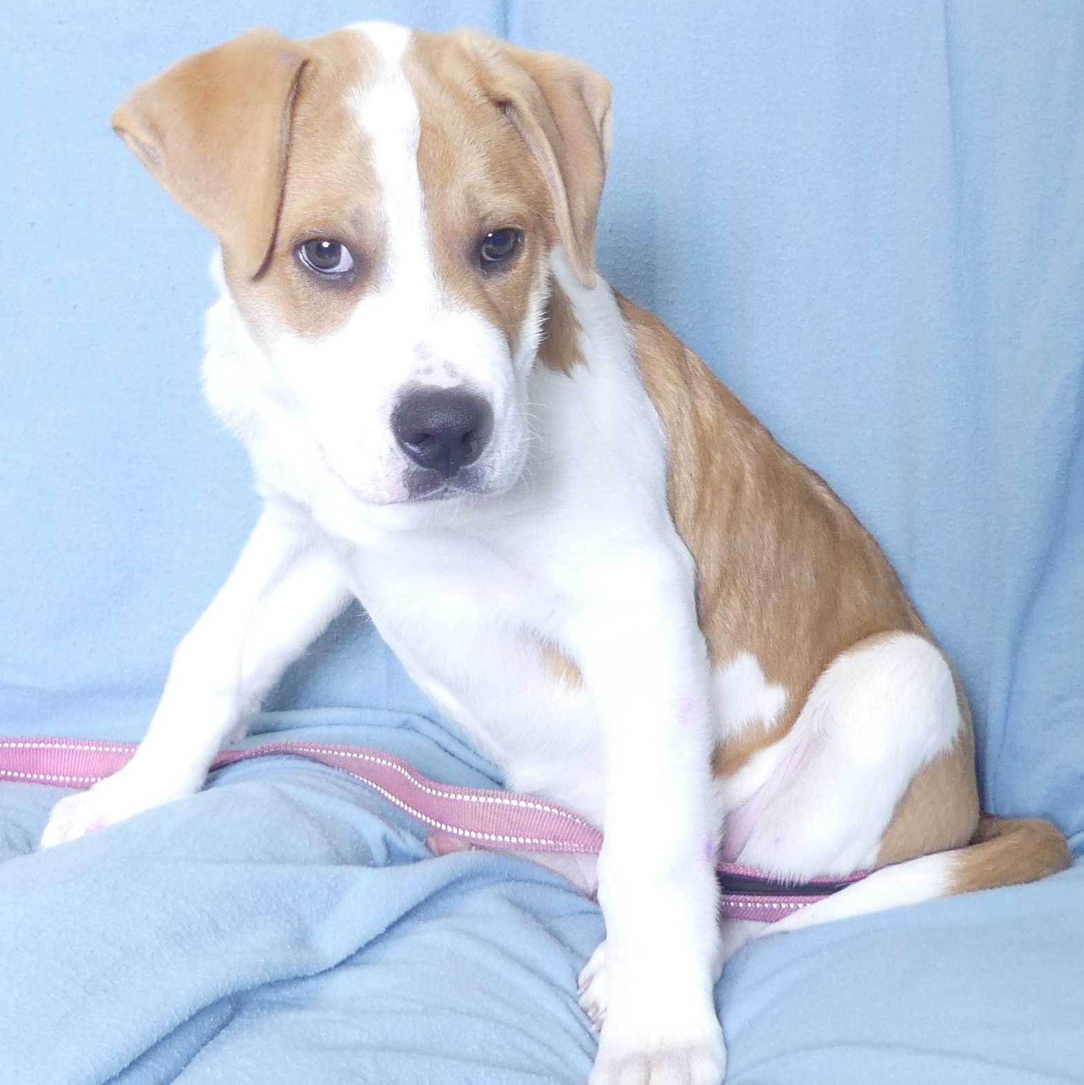 CHESTER, a Adoptable mixed breed in Ukiah, CA image 2/4