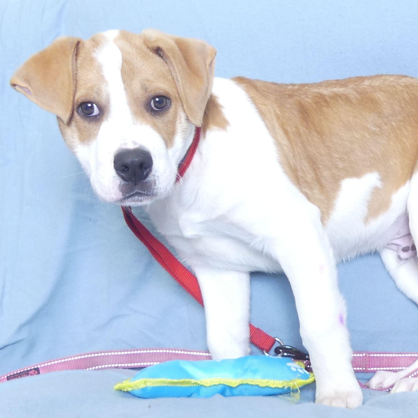 CHESTER, a Adoptable mixed breed in Ukiah, CA image 3/4