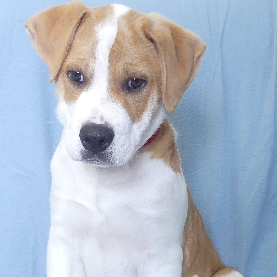 CHESTER, a Adoptable mixed breed in Ukiah, CA image 4/4