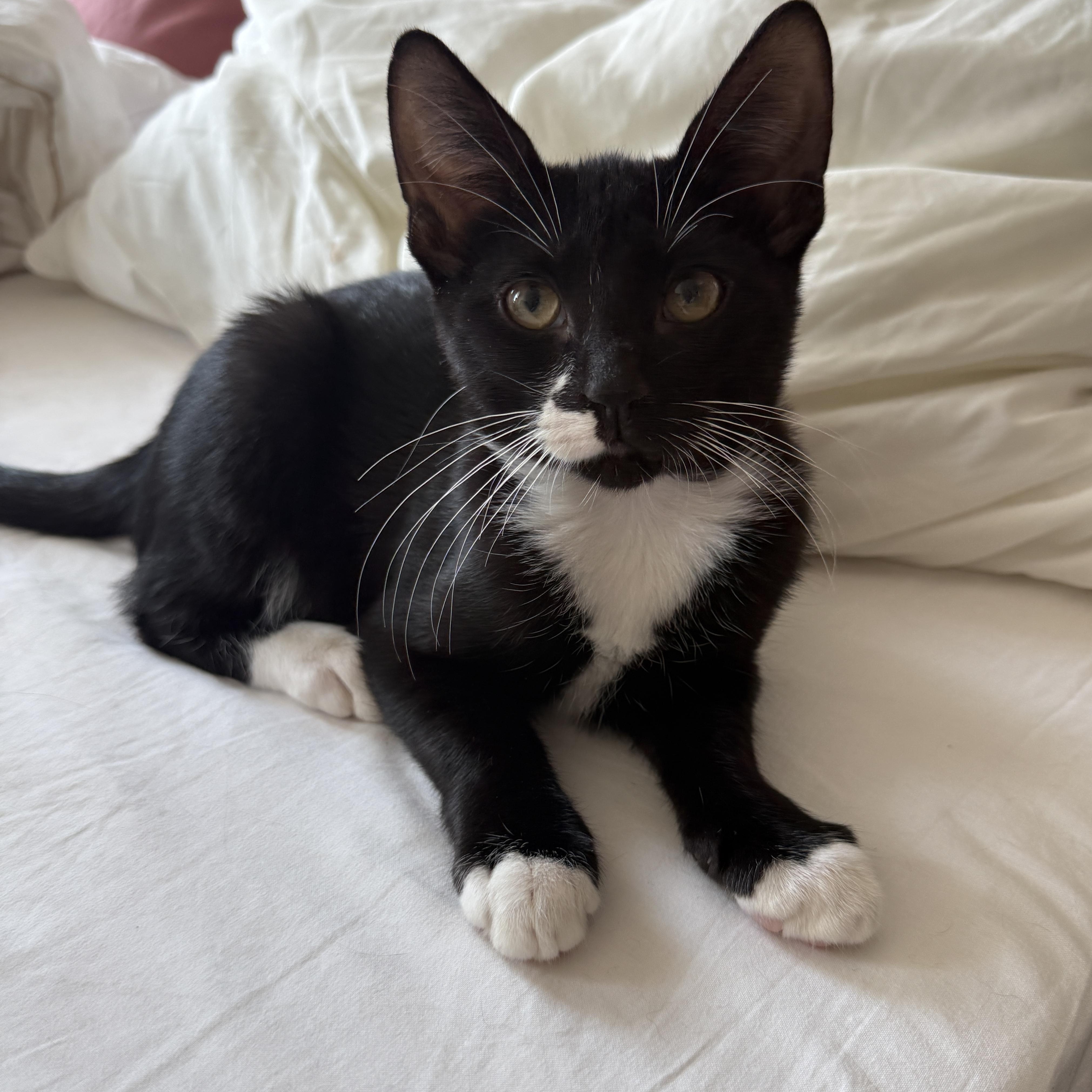 Enlarge Chip, a Adoptable Domestic Short Hair in Brooklyn, NY image 4/6