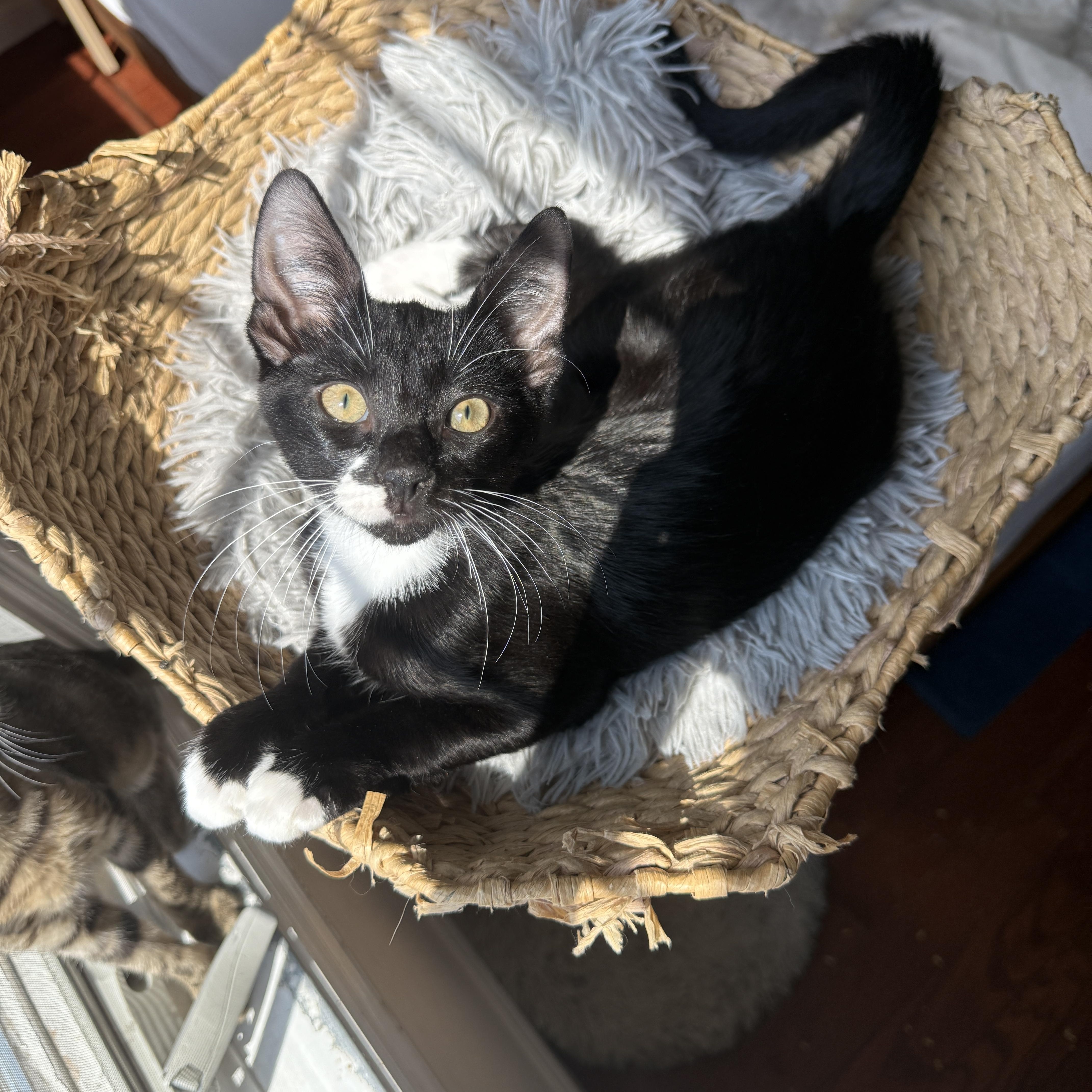 Chip, Adoptable, Kitten Male Domestic Short Hair.