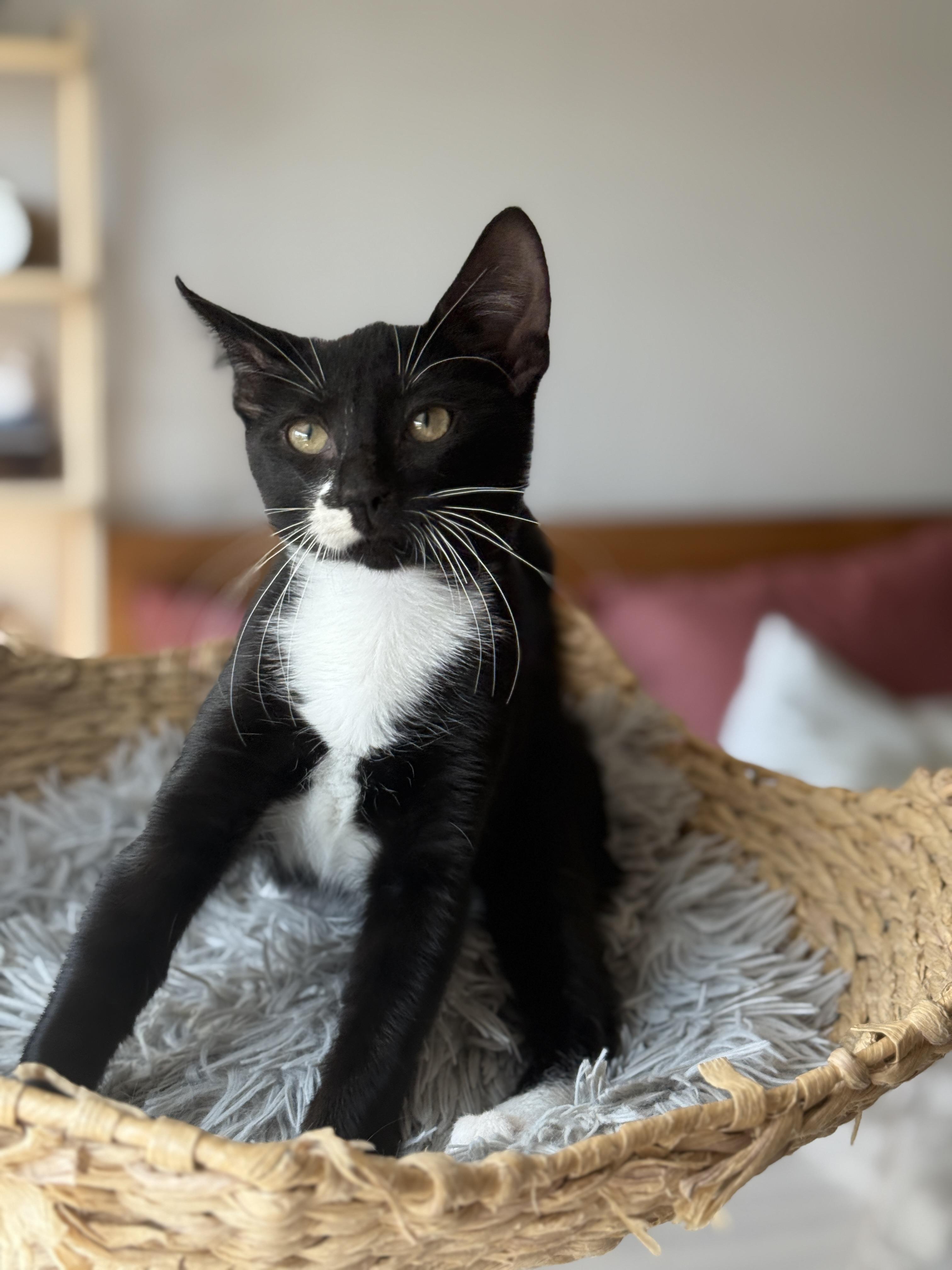 Enlarge Chip, a Adoptable Domestic Short Hair in Brooklyn, NY image 5/6