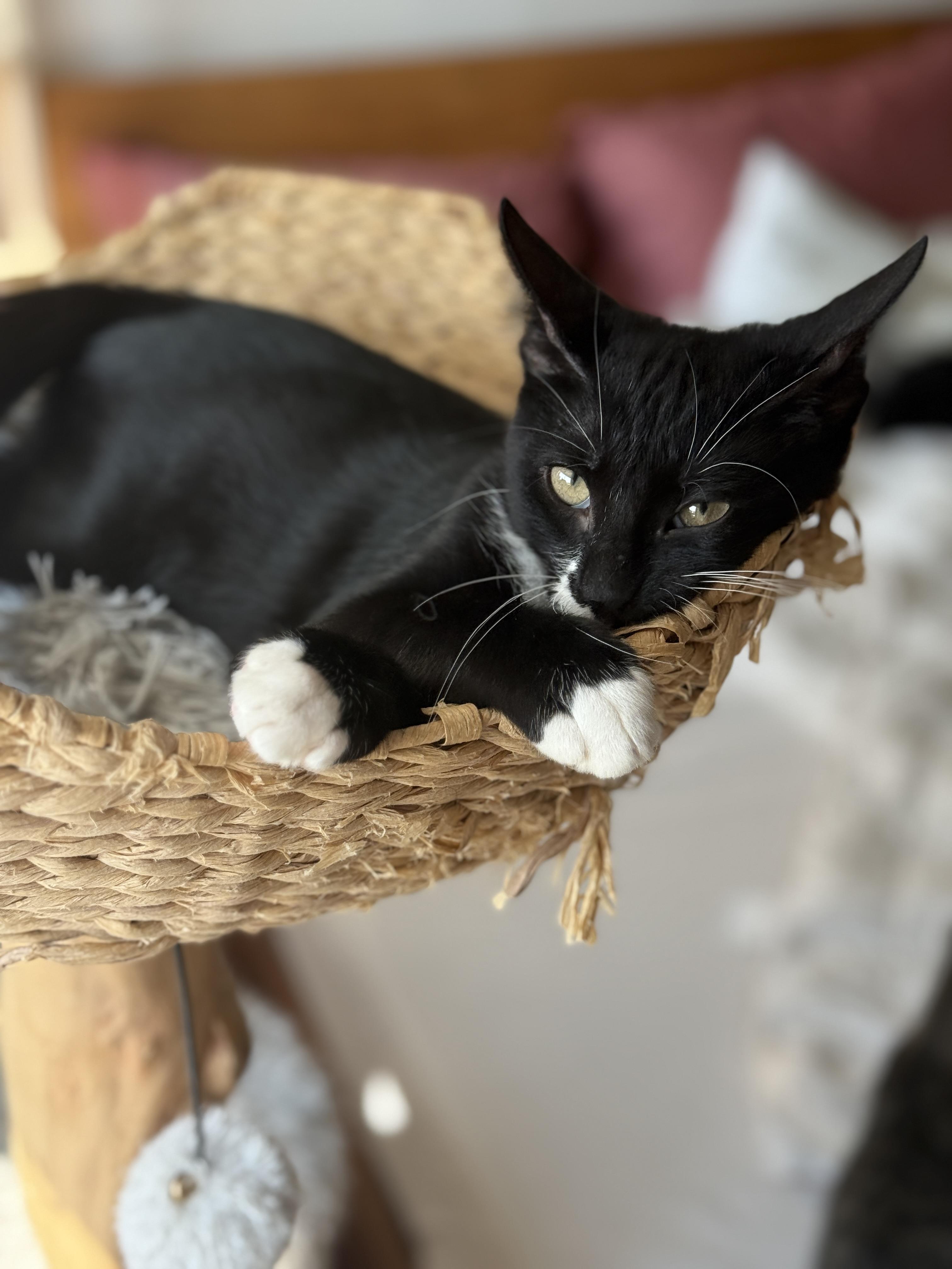 Enlarge Chip, a Adoptable Domestic Short Hair in Brooklyn, NY image 6/6