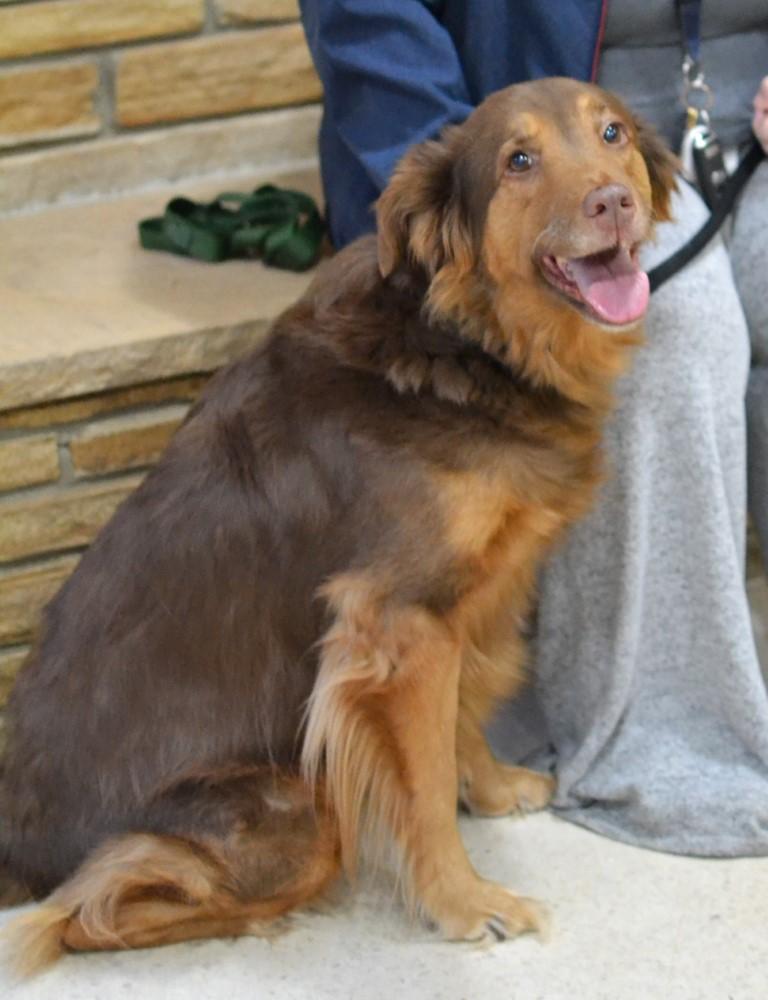 Carmen, adopted, Adult Female Golden Retriever & Golden Retriever.
