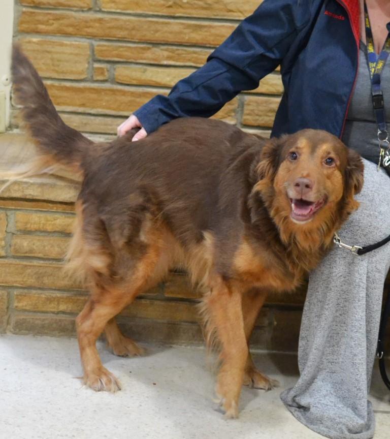 Carmen, an adopted mixed breed in White Plains, NY image 2/5