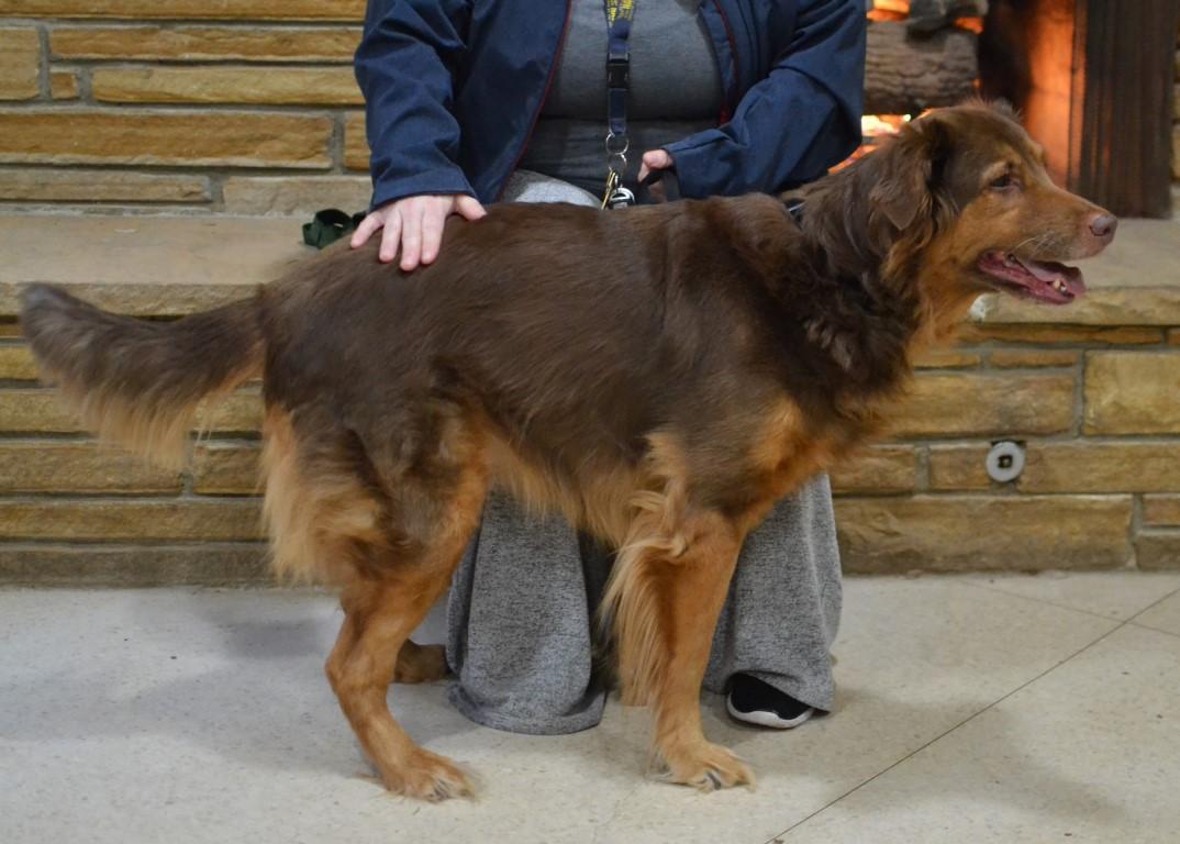 Carmen, an adopted mixed breed in White Plains, NY image 3/5
