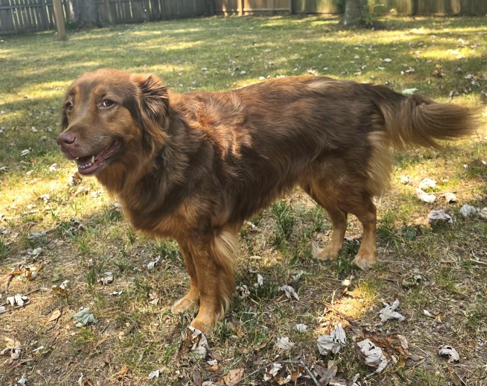 Carmen, an adopted mixed breed in White Plains, NY image 4/5