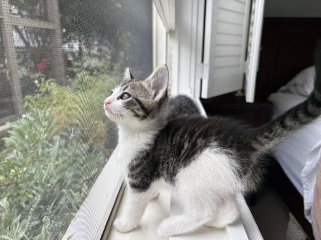 Riley, adopted, Kitten Female Domestic Short Hair.