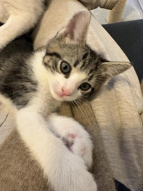 Enlarge Riley, an adopted Domestic Short Hair in Sherman Oaks, CA image 3/4