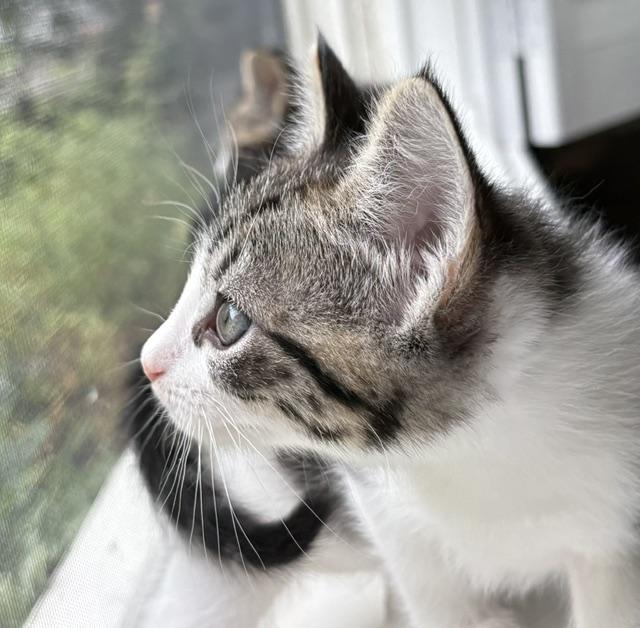 Enlarge Riley, an adopted Domestic Short Hair in Sherman Oaks, CA image 2/4
