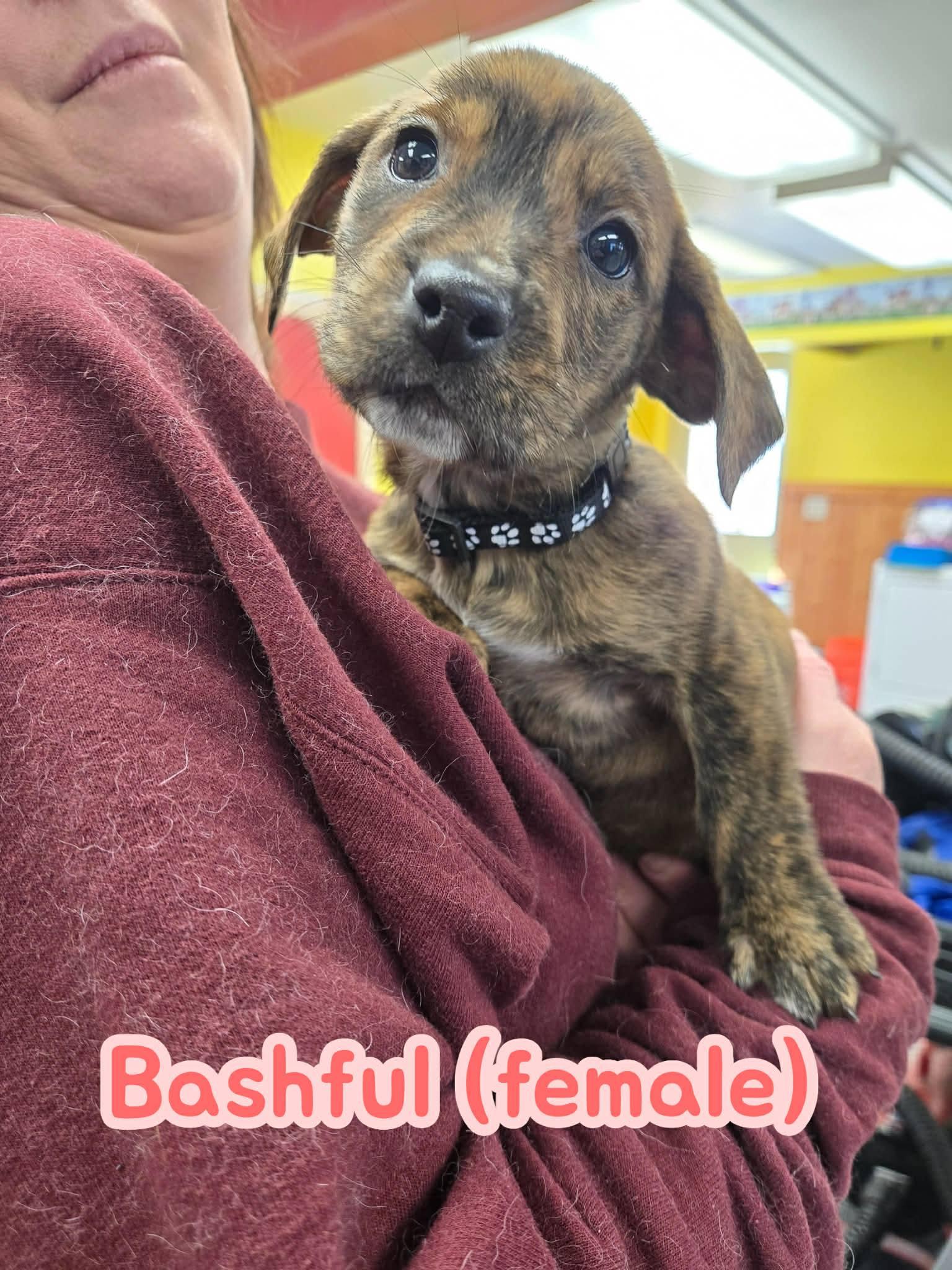 Puppies-Brindle, Adoptable, Puppy Female Labrador Retriever & Terrier.