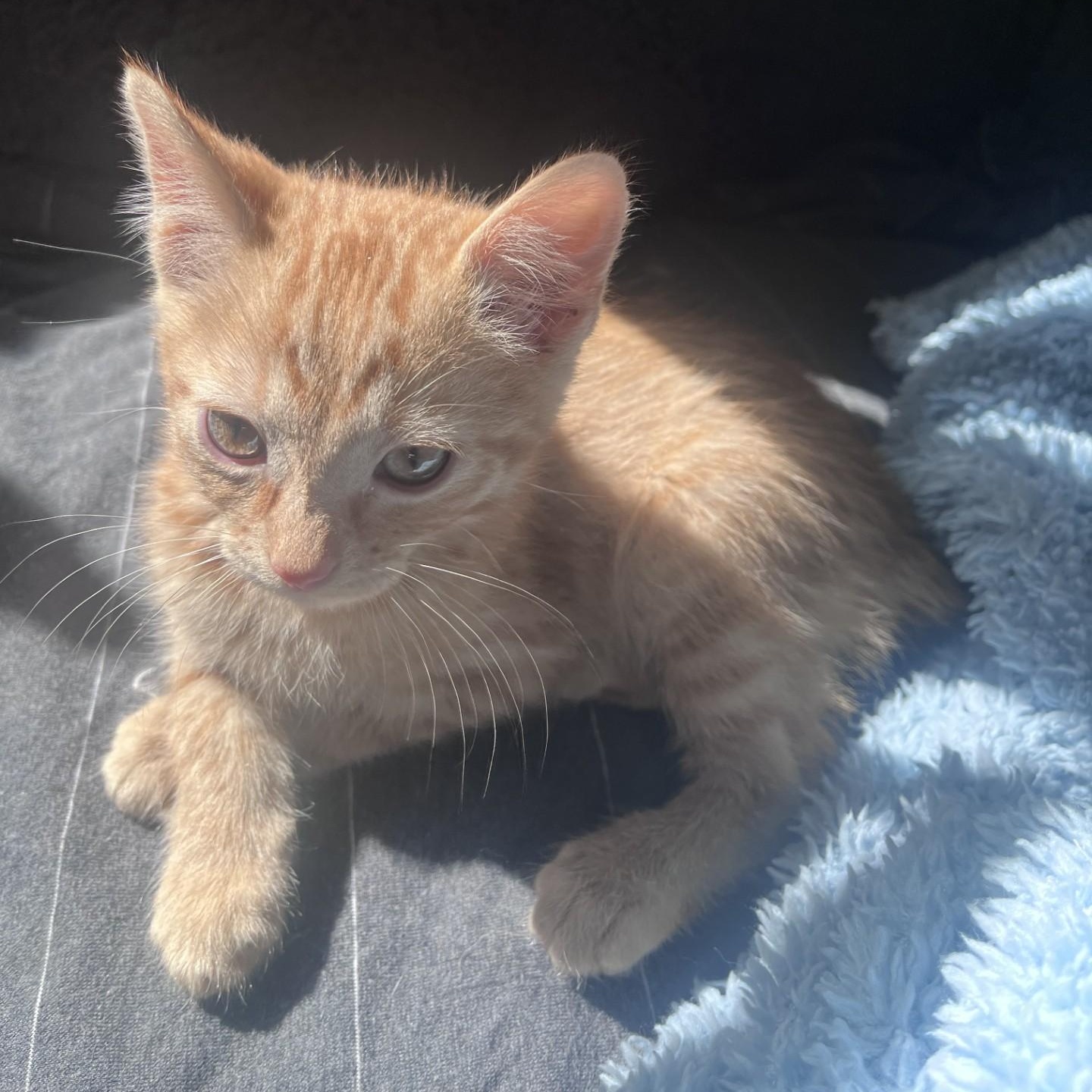 Enlarge Toby Conrad, an adopted mixed breed in Denver, CO image 5/5
