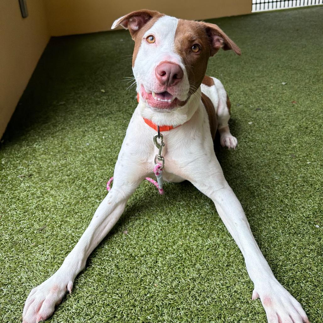 Enlarge Copper, a Adoptable Mixed Breed in West Palm Beach, FL image 1/6