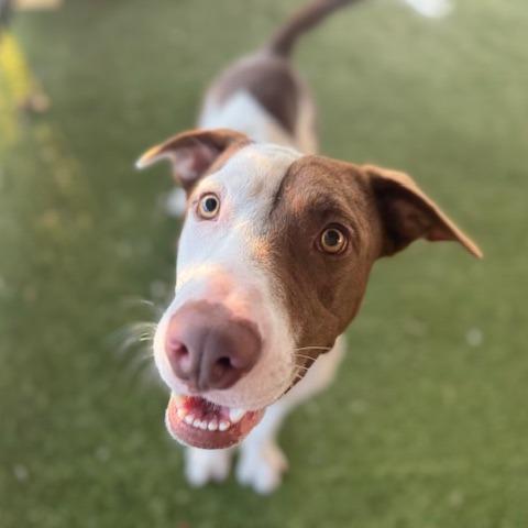 Enlarge Copper, a Adoptable Mixed Breed in West Palm Beach, FL image 2/6