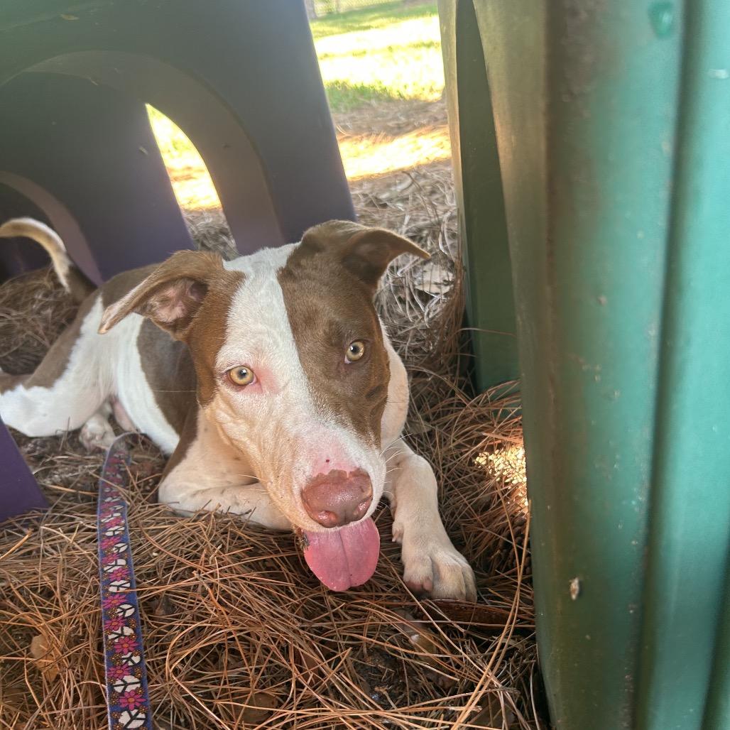 Enlarge Copper, a Adoptable Mixed Breed in West Palm Beach, FL image 3/6