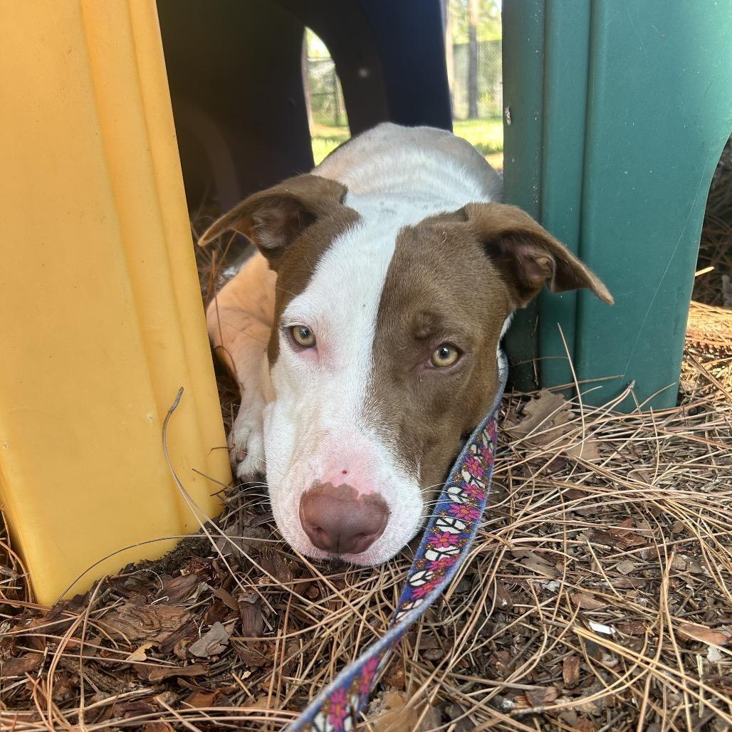 Enlarge Copper, a Adoptable Mixed Breed in West Palm Beach, FL image 4/6