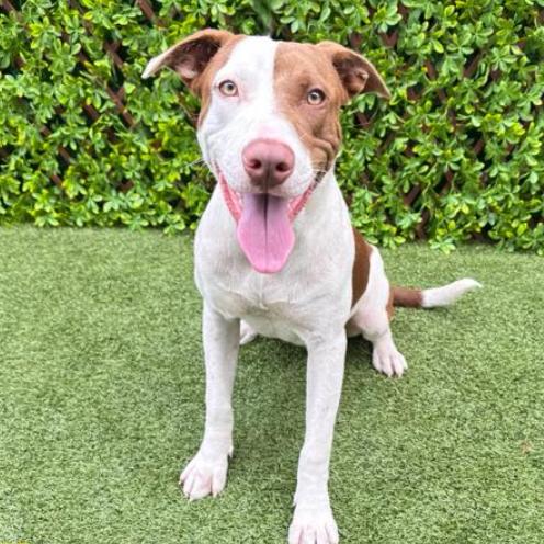 Enlarge Copper, a Adoptable Mixed Breed in West Palm Beach, FL image 5/6