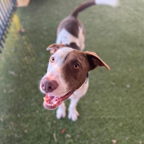 Enlarge Copper, a Adoptable Mixed Breed in West Palm Beach, FL image 6/6