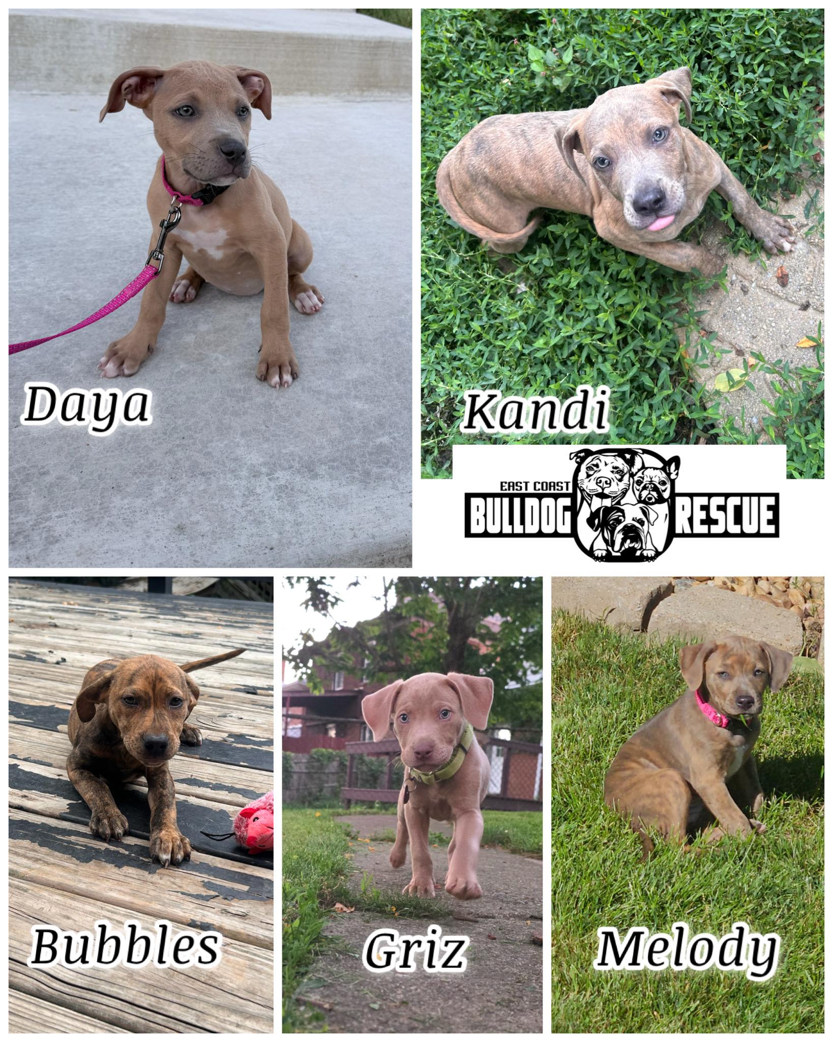 Griz, Melody, Bubbles, & Daya, Adoptable, Puppy Male Pit Bull Terrier.