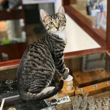 Leaf @ Fat Cat Cafe photo 1