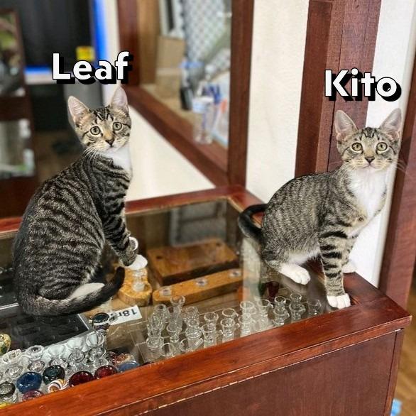 Leaf @ Fat Cat Cafe photo 2