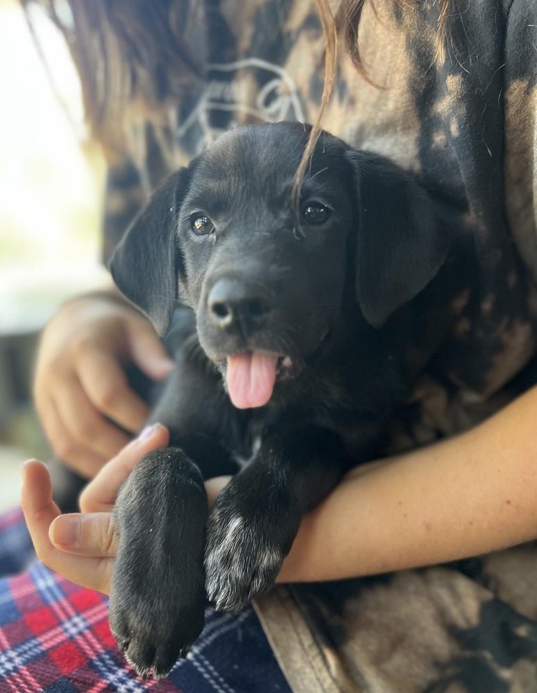 Enlarge Martinook / Flash, a Adopted mixed breed in Broomfield, CO image 1/6