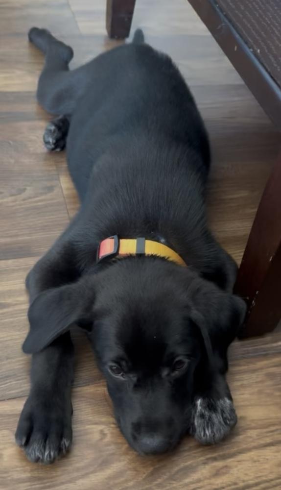 Enlarge Martinook / Flash, a Adopted mixed breed in Broomfield, CO image 2/6