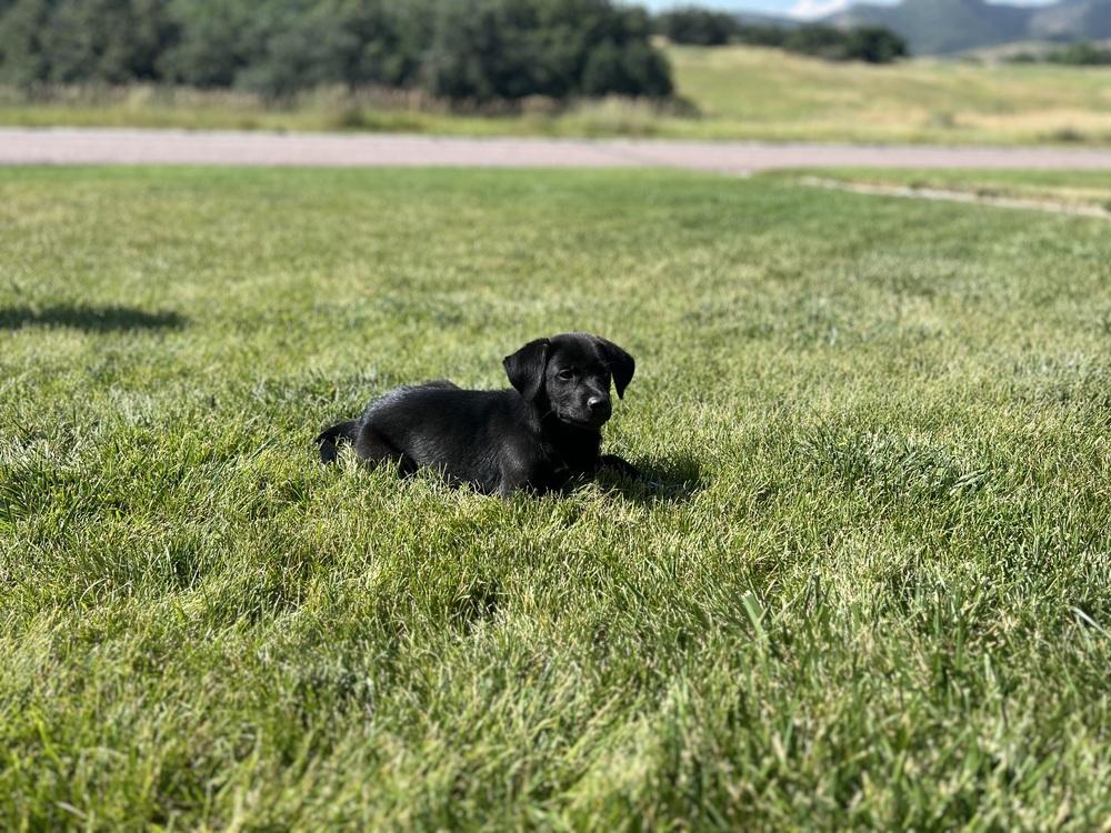 Enlarge Martinook / Flash, a Adopted mixed breed in Broomfield, CO image 3/6