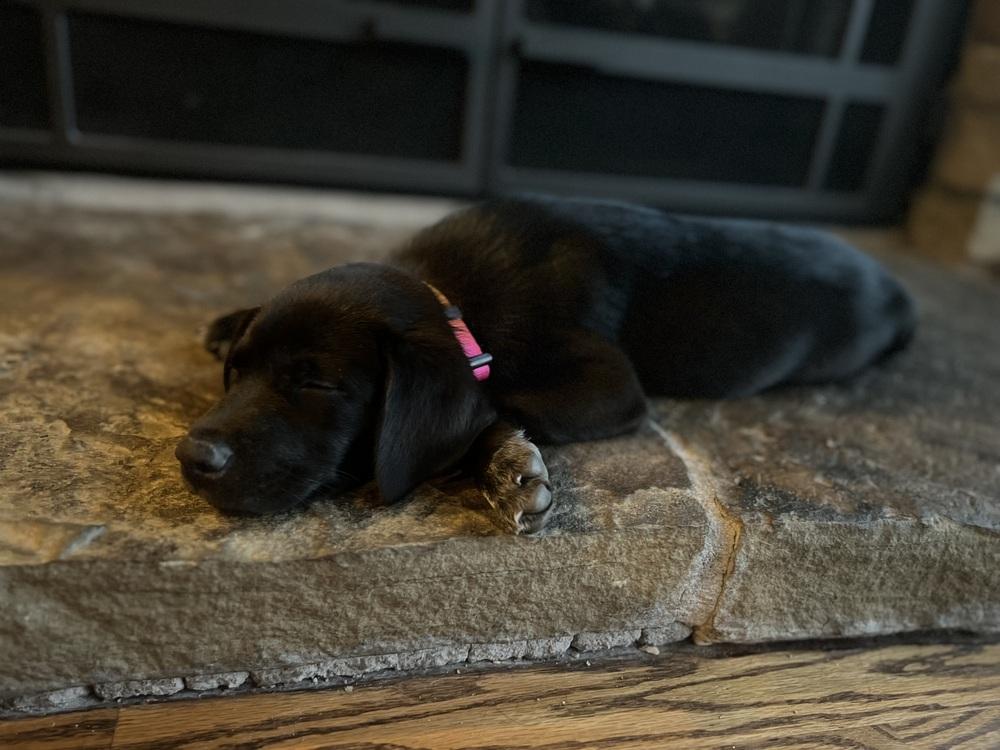 Enlarge Martinook / Flash, a Adopted mixed breed in Broomfield, CO image 4/6