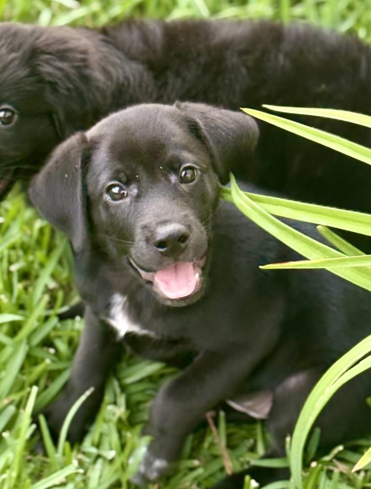 Enlarge Martinook / Flash, a Adopted mixed breed in Broomfield, CO image 5/6