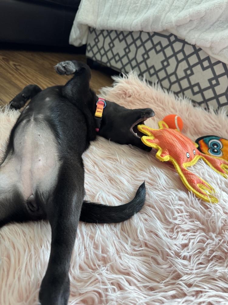 Enlarge Martinook / Flash, a Adopted mixed breed in Broomfield, CO image 6/6