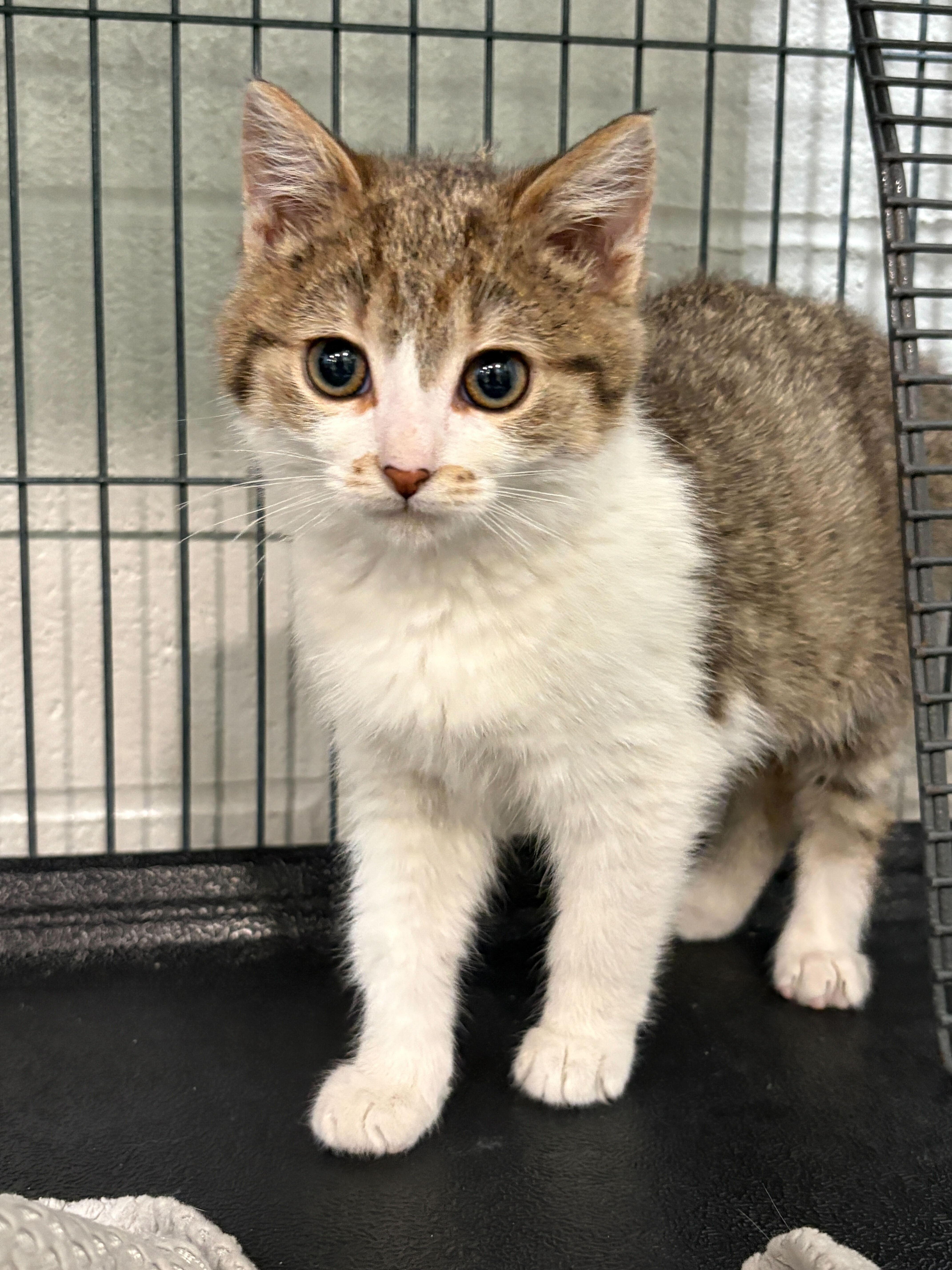 Enlarge Bandit, an adopted Domestic Short Hair in Jackson, MI image 3/3