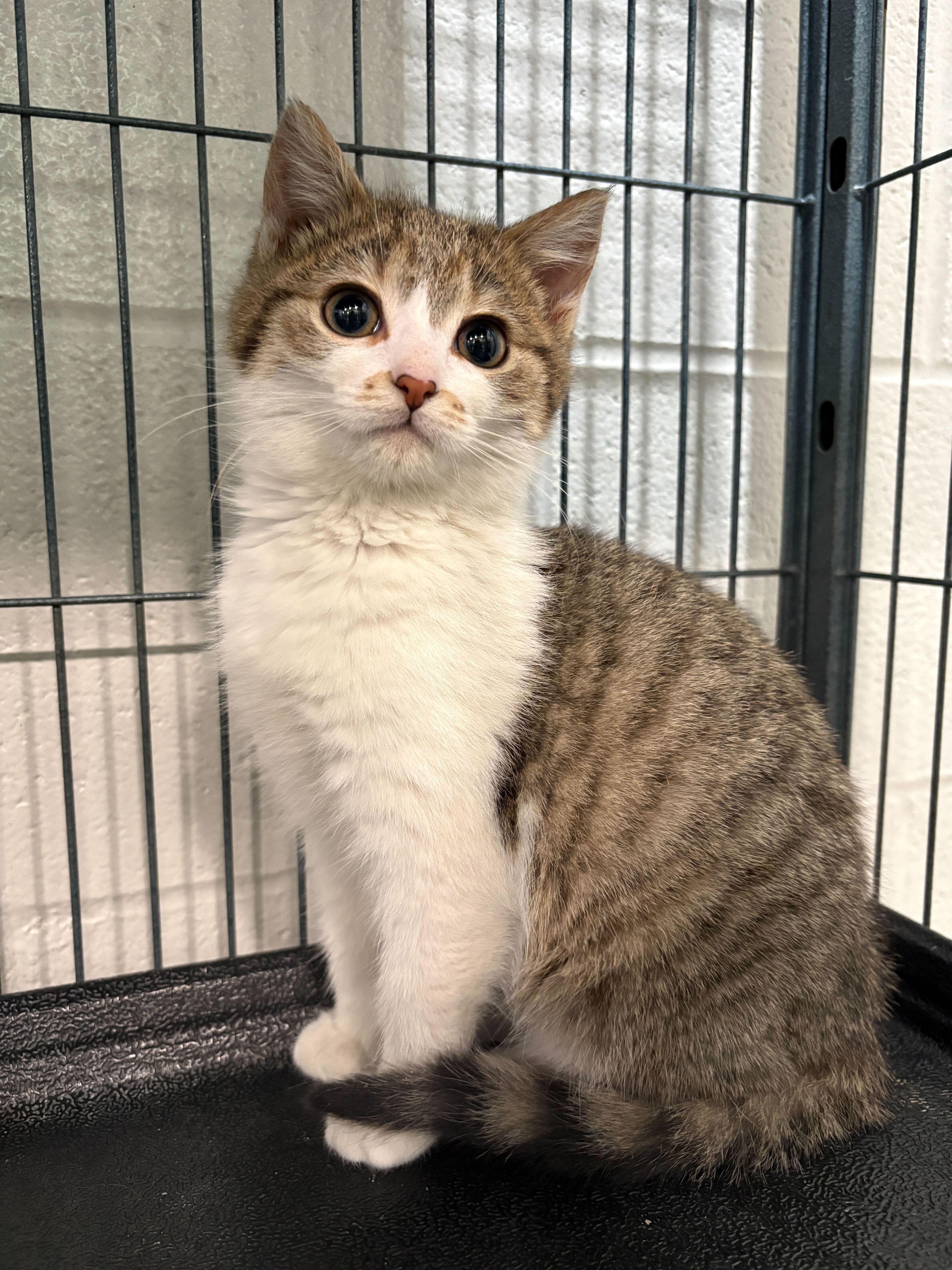 Enlarge Bandit, an adopted Domestic Short Hair in Jackson, MI image 1/3