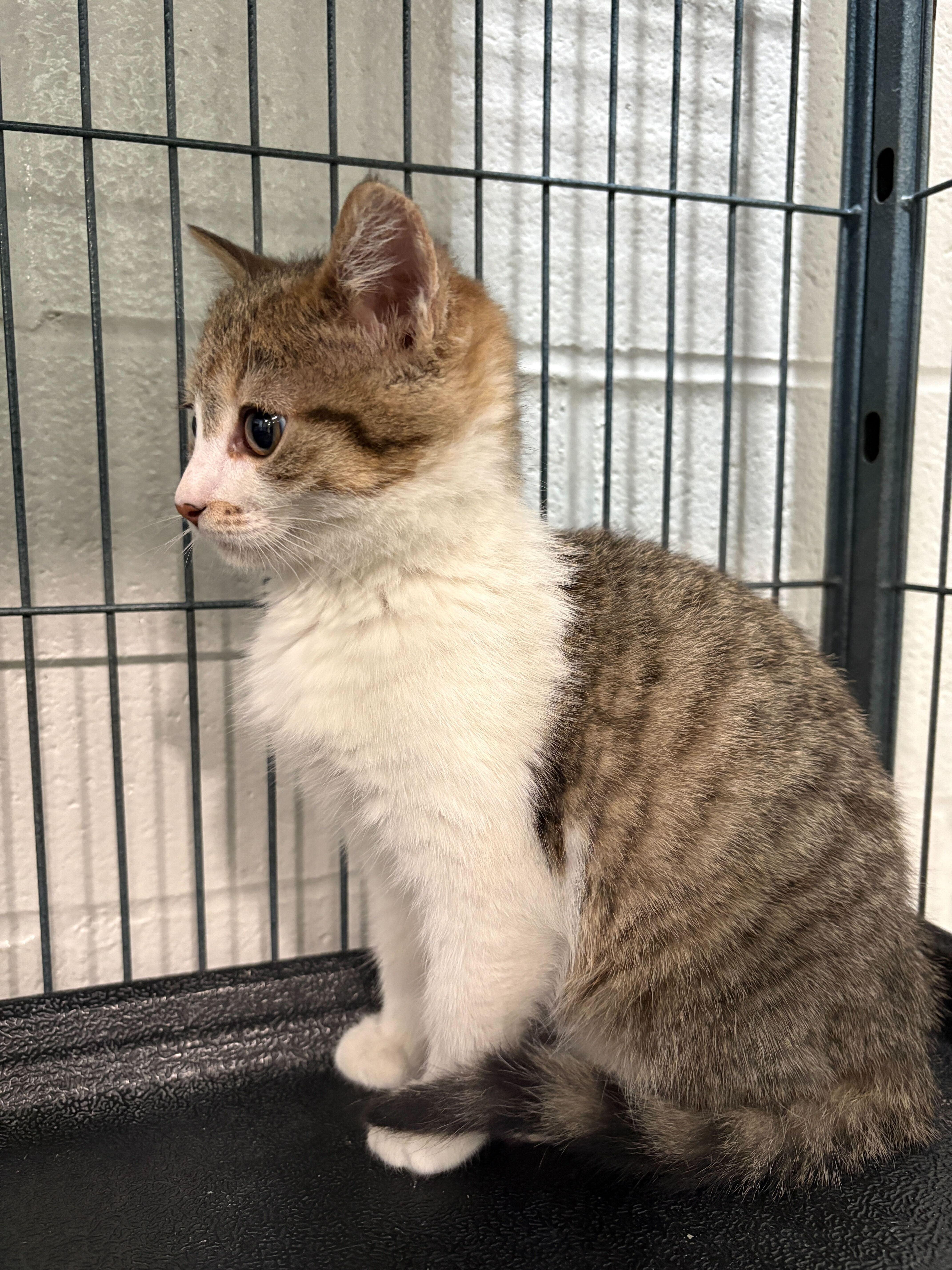 Enlarge Bandit, an adopted Domestic Short Hair in Jackson, MI image 2/3