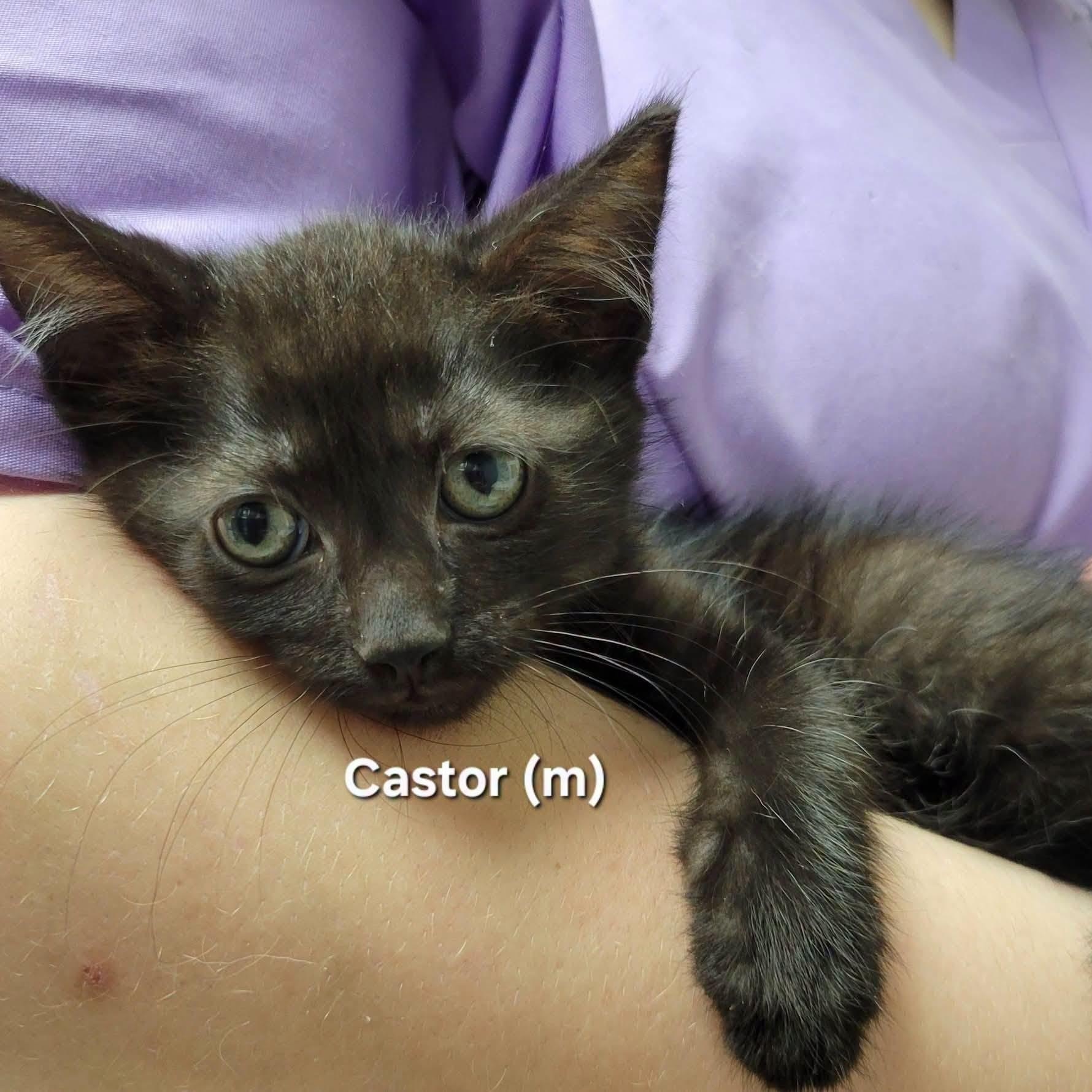 Enlarge Castor, an adopted Domestic Short Hair in Mazon, IL image 1/1