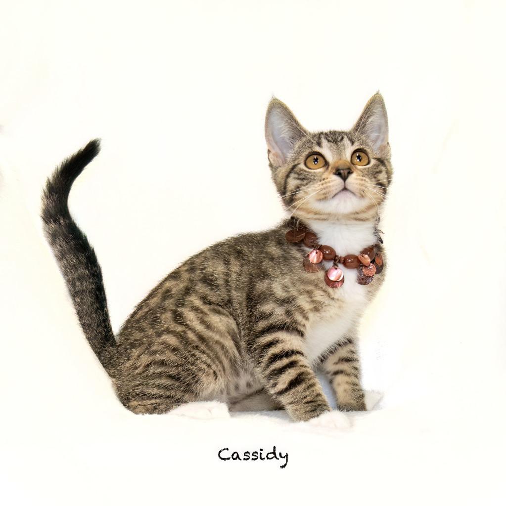Enlarge Cassidy, a Adoptable mixed breed in Hot Springs Village, AR image 1/2