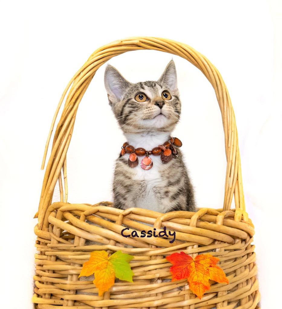Enlarge Cassidy, a Adoptable mixed breed in Hot Springs Village, AR image 2/2