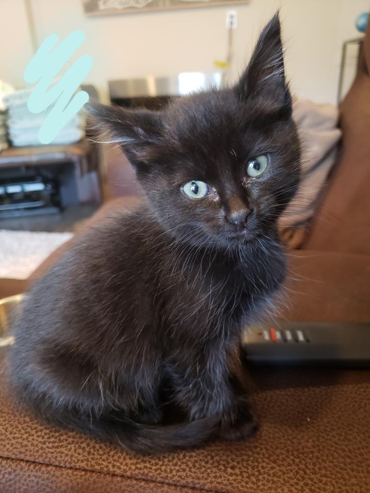 Lana, Baby Female unknown