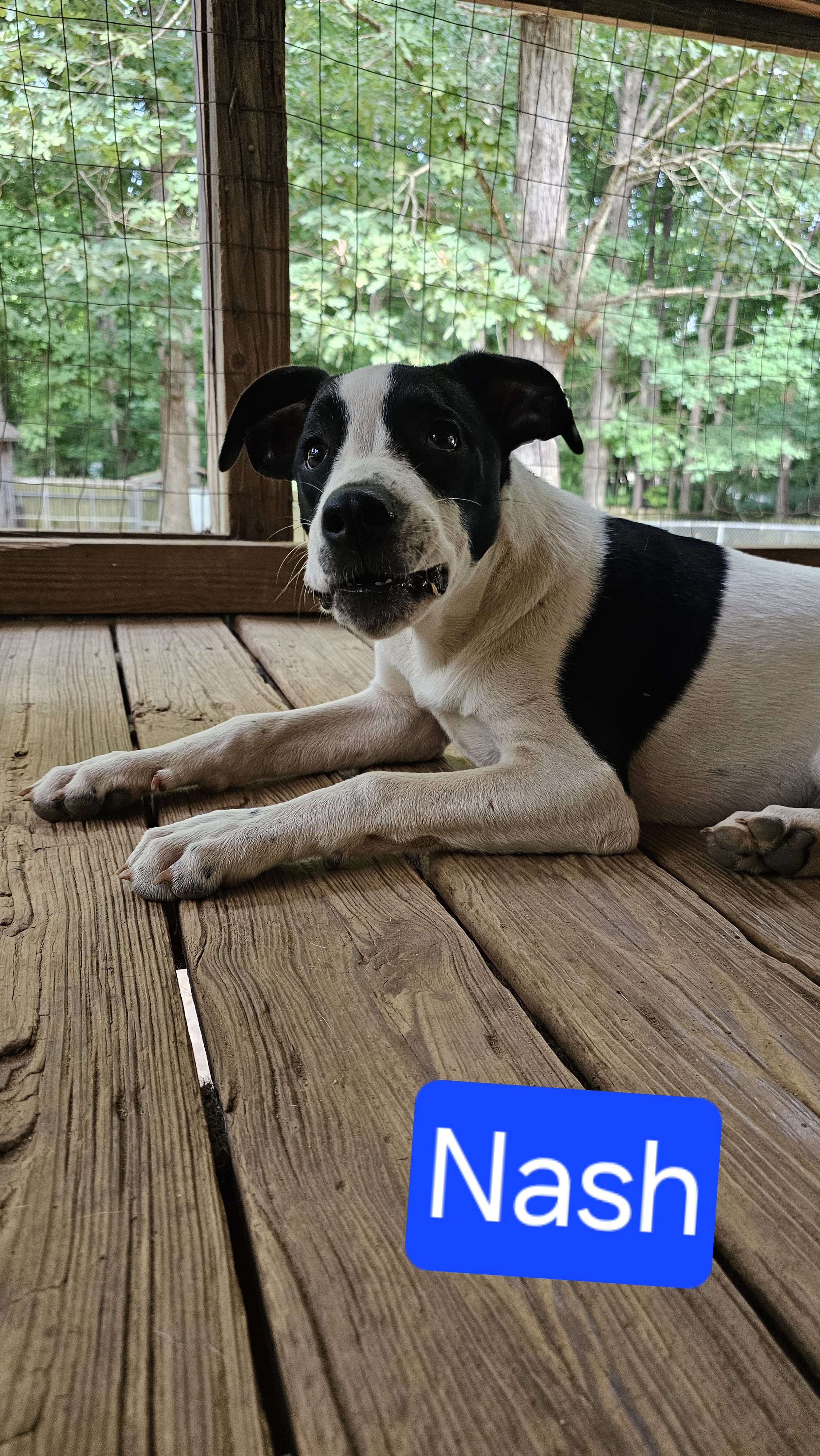 Enlarge Nash, a Adoptable mixed breed in Rocky Mount, NC image 2/6