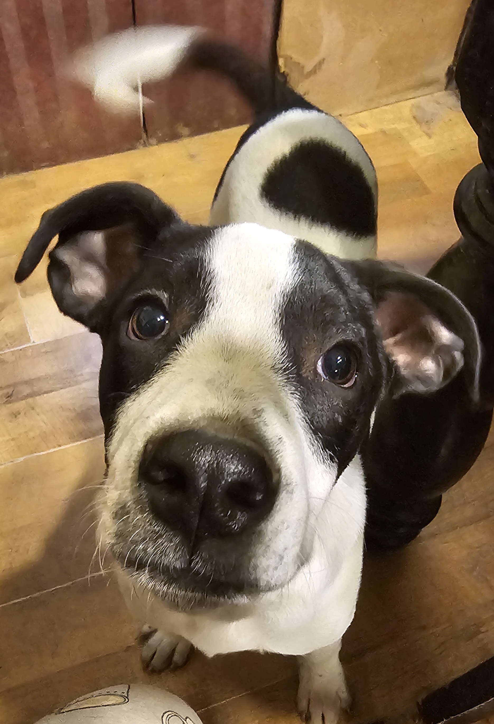 Enlarge Nash, a Adoptable mixed breed in Rocky Mount, NC image 4/6