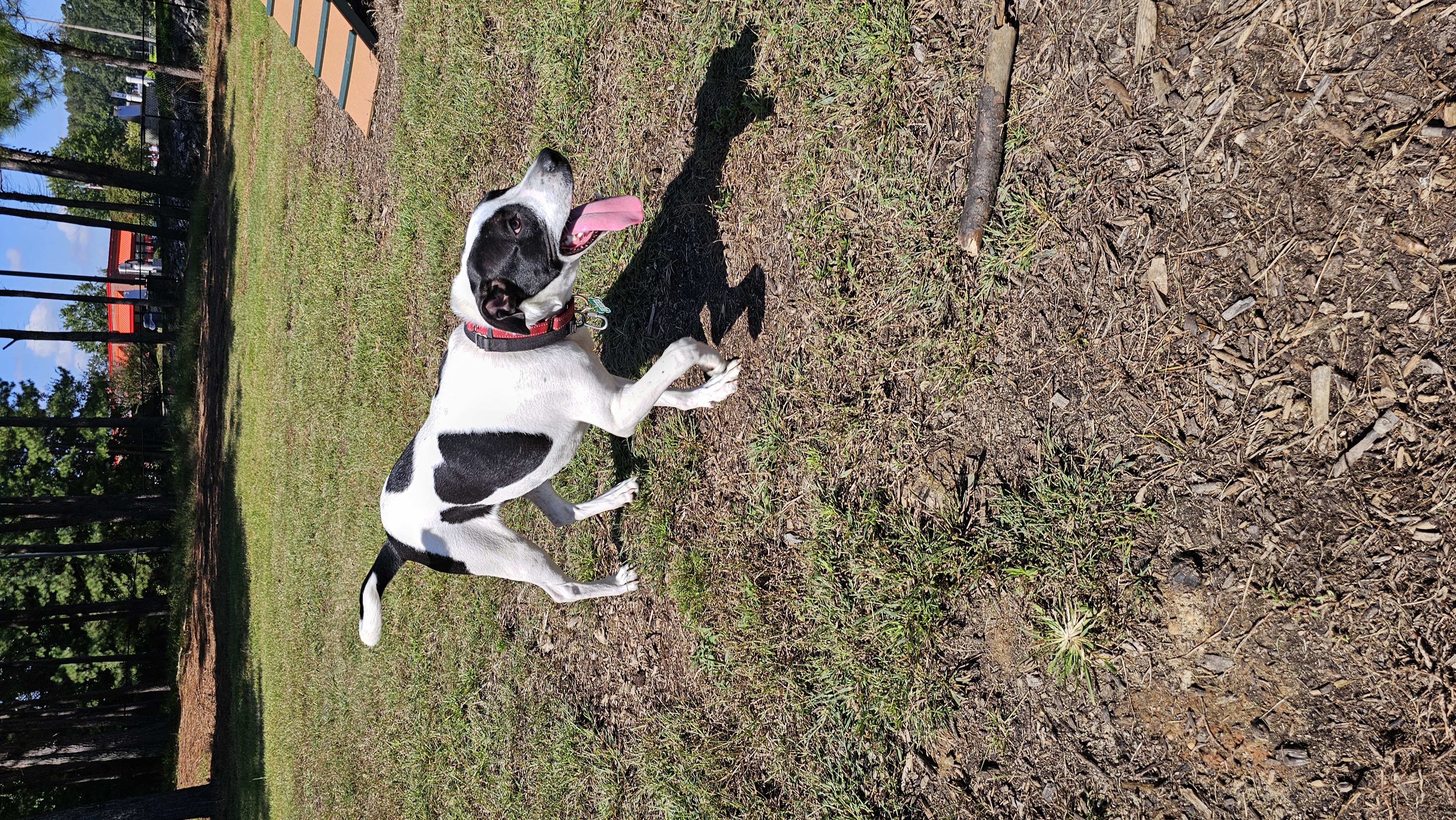 Enlarge Nash, a Adoptable mixed breed in Rocky Mount, NC image 5/6