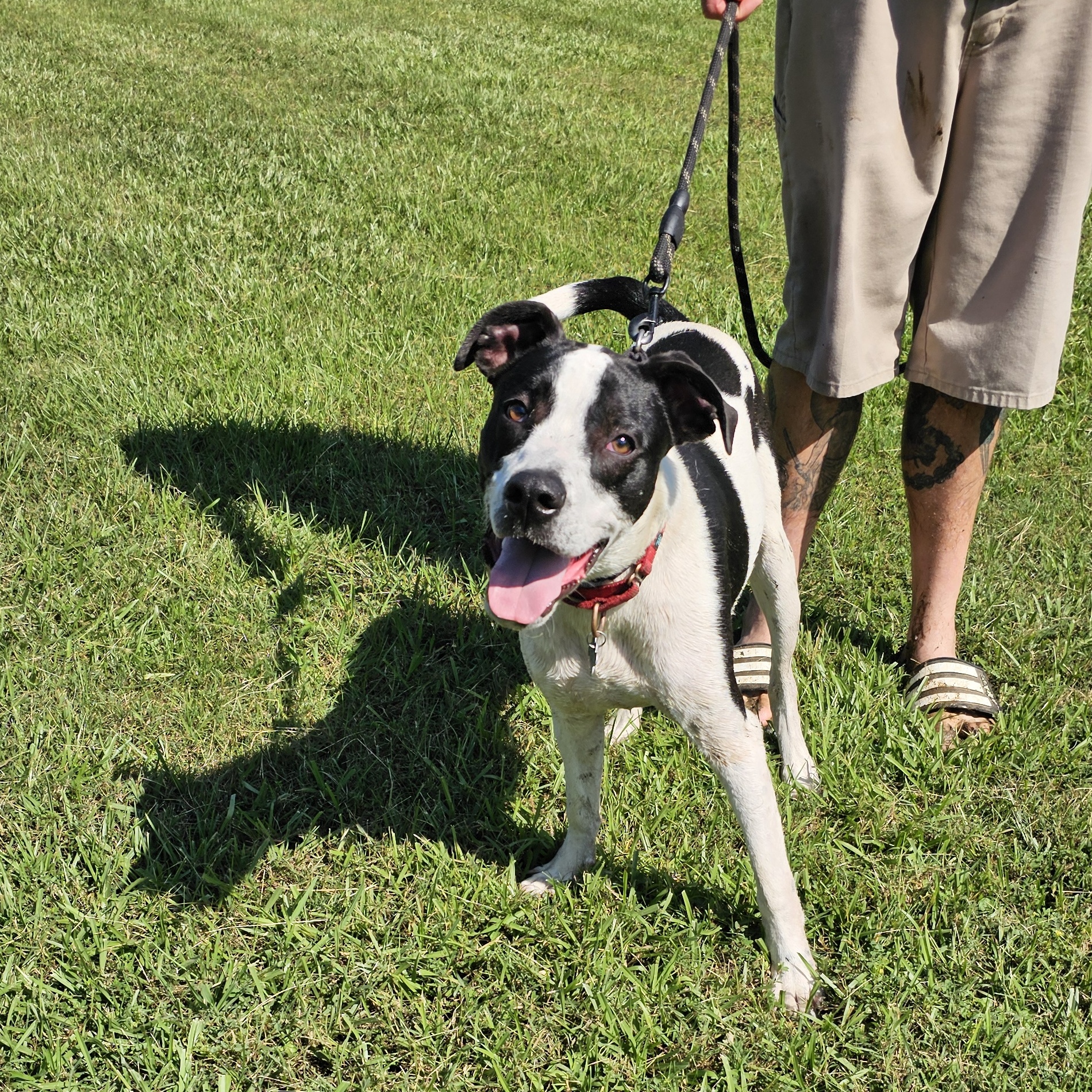 Nash, Adoptable, Adult Male Hound & Pointer.