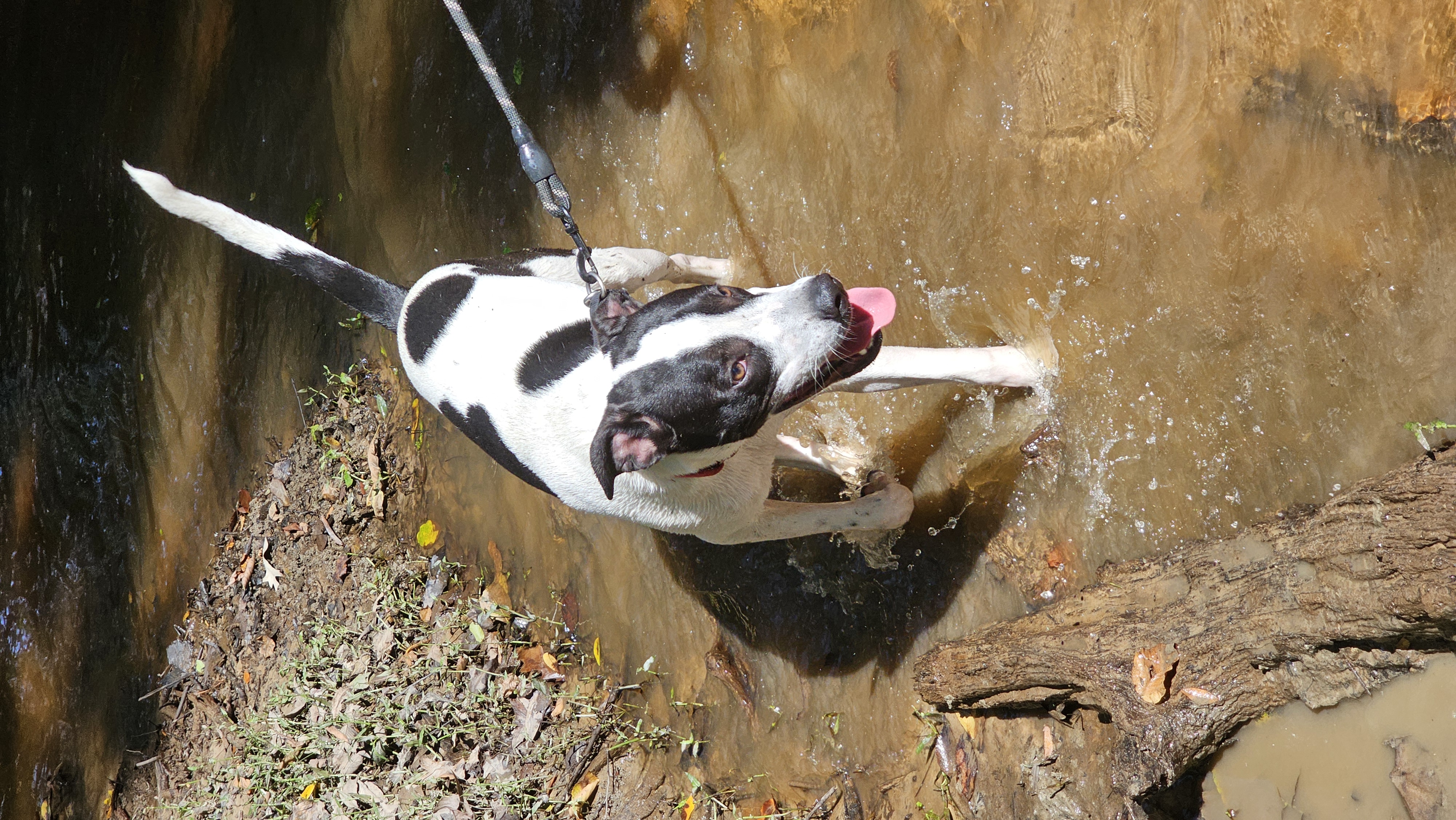 Enlarge Nash, a Adoptable mixed breed in Rocky Mount, NC image 6/6