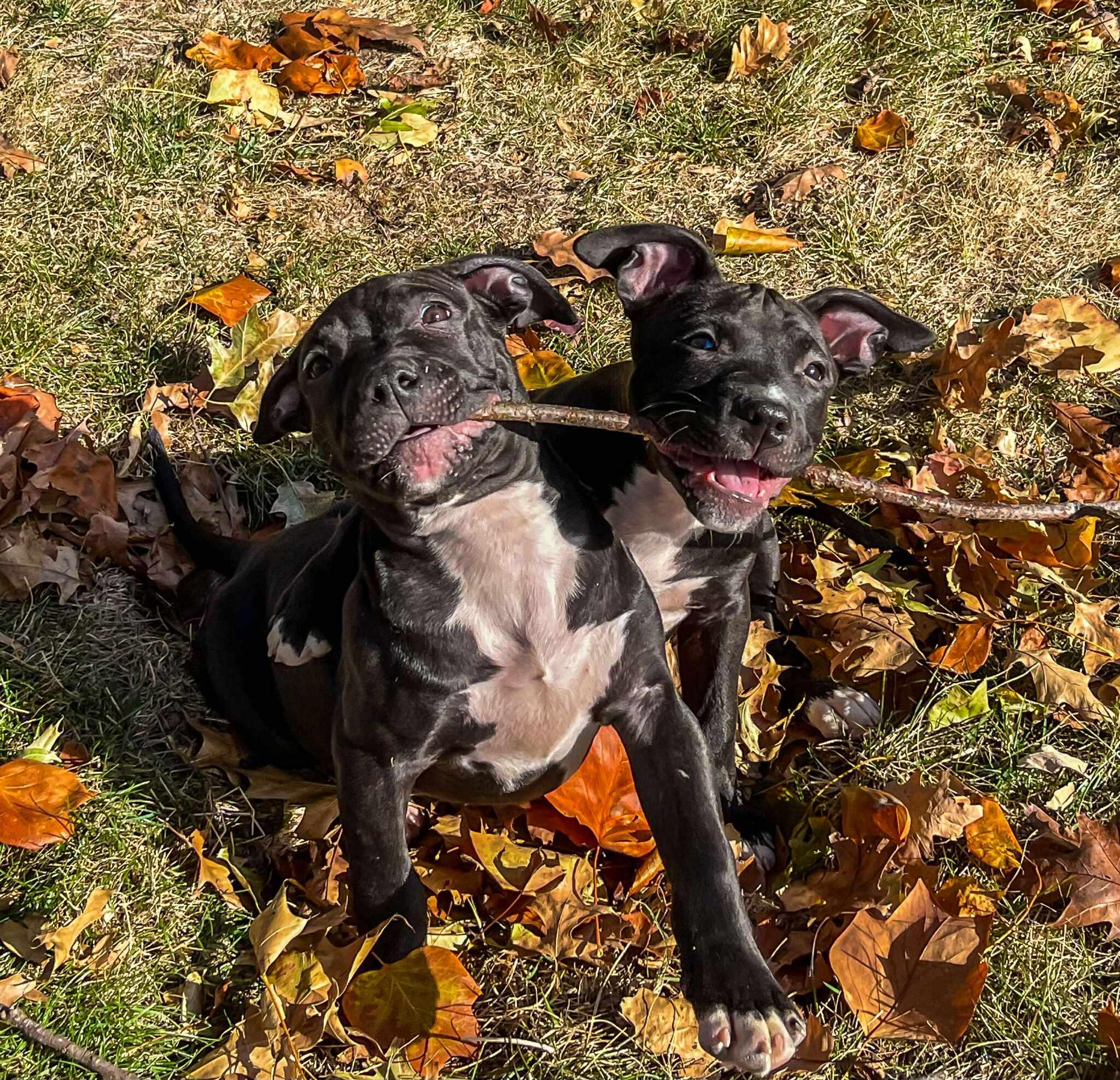 Enlarge Howard (in a FOSTER home), a Adoptable mixed breed in Springfield, IL image 2/3