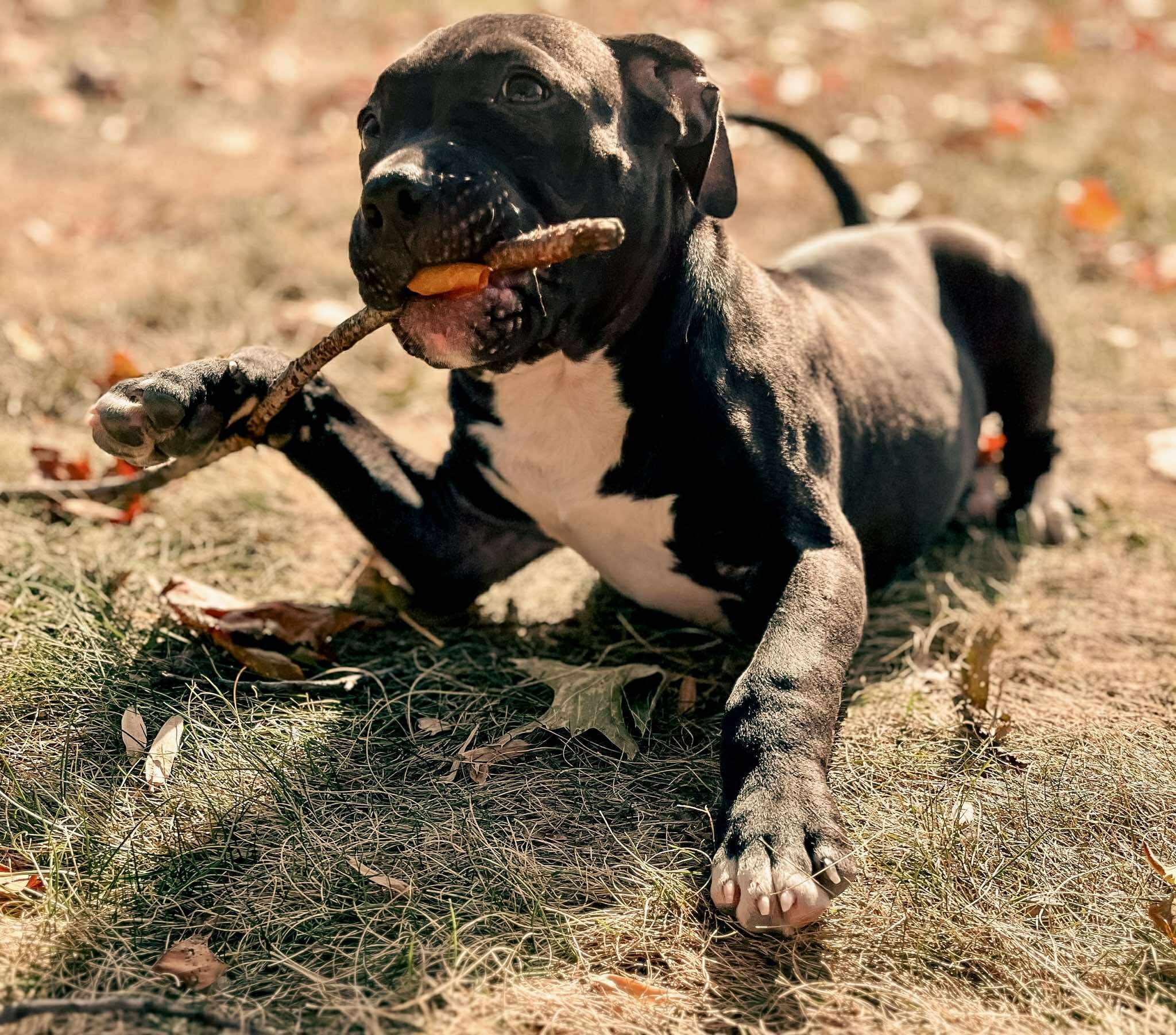 Enlarge Howard (in a FOSTER home), a Adoptable mixed breed in Springfield, IL image 3/3