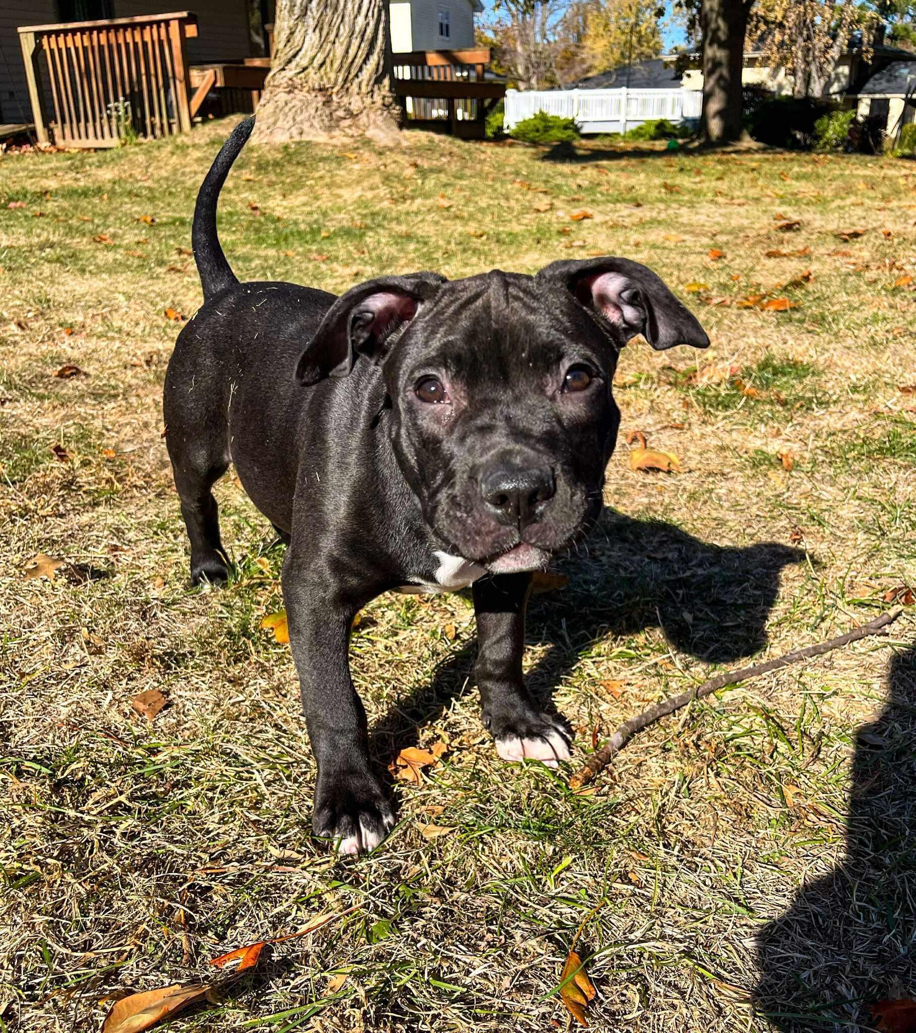 Enlarge Howard (in a FOSTER home), a Adoptable mixed breed in Springfield, IL image 1/3