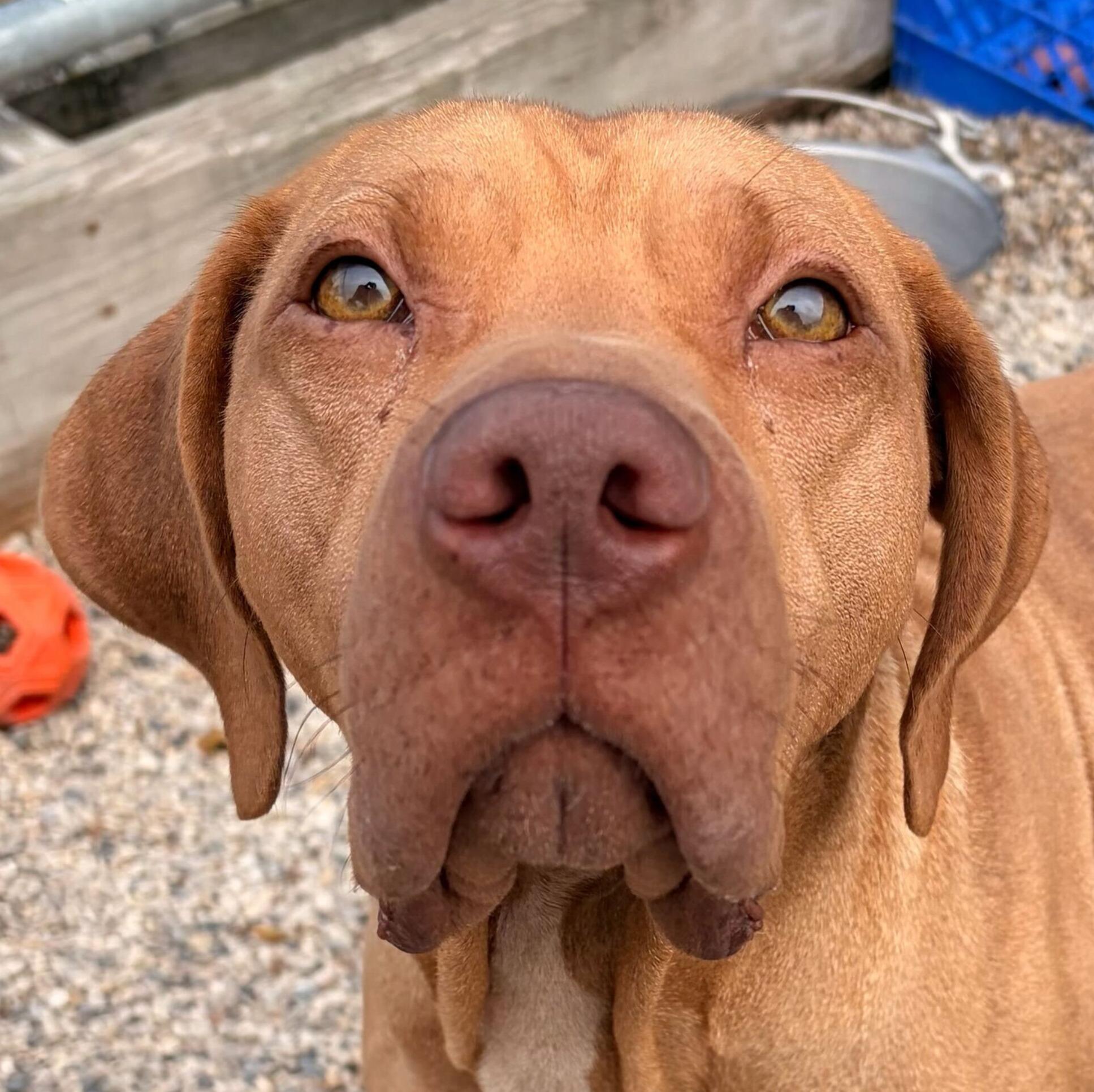 Enlarge Javi - Name Your Own Adoption Fee!, an adoptable mixed breed in Jefferson, WI image 1/2